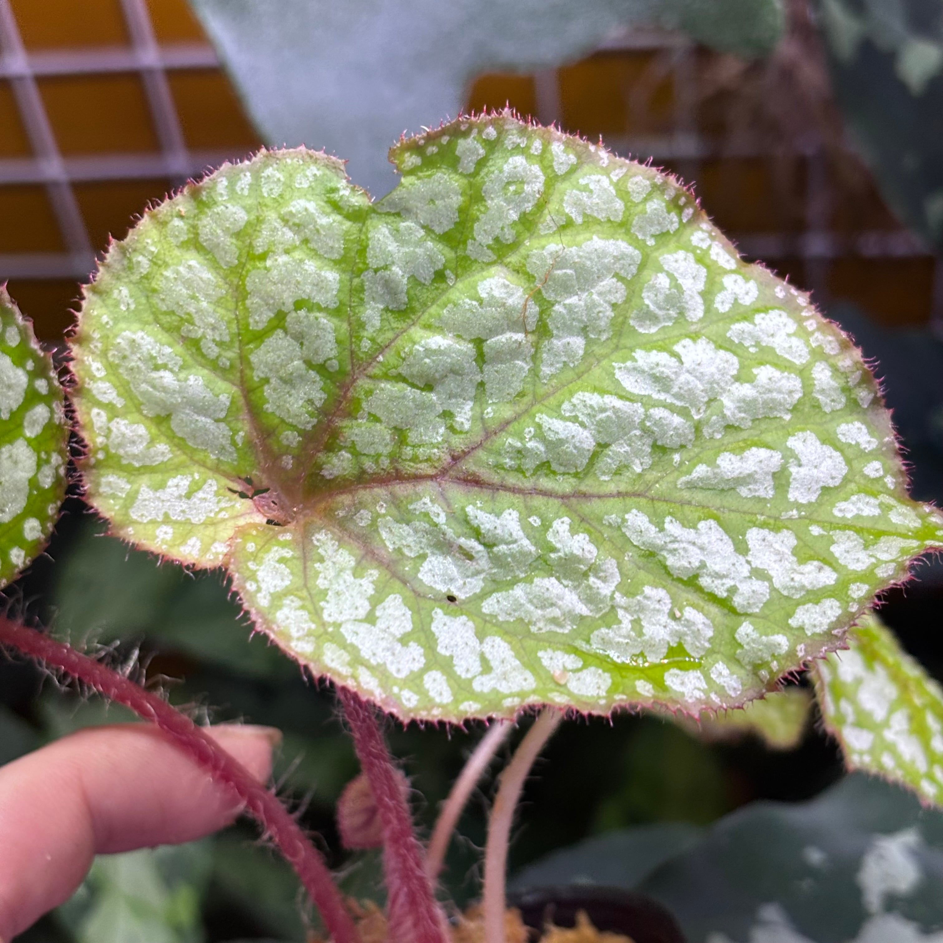 根茎性ベゴニア | 熱帯雨林植物専門店 トイ吉園芸