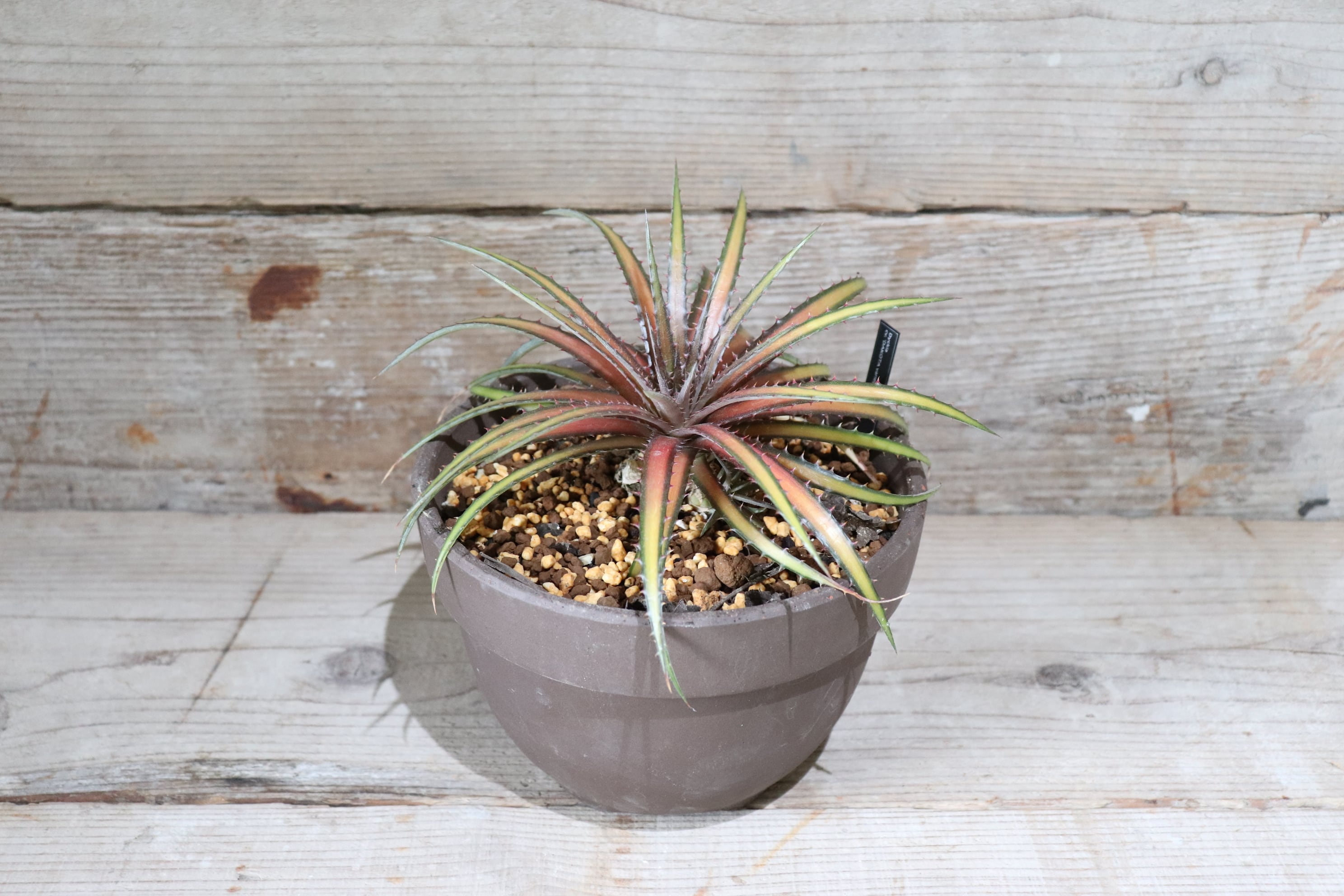 送料無料】Dakota variegata (360)〔ディッキア〕現品発送D0047