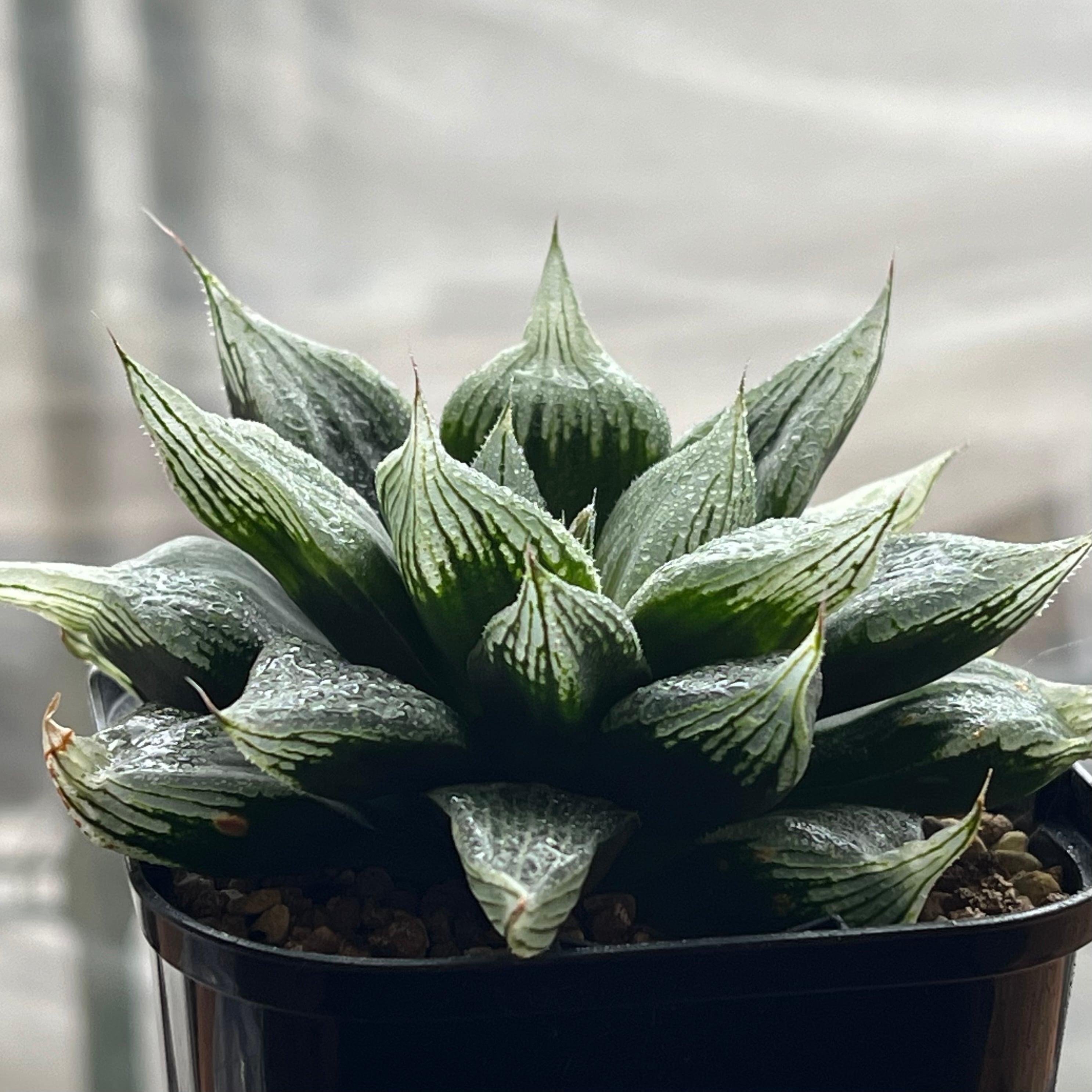 ハオルチア フェアリー | mocono_plants