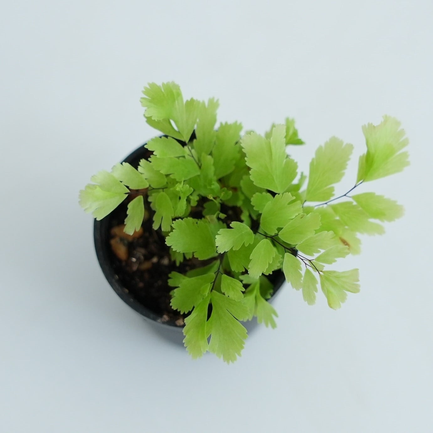 アジアンタム テネルム”ピーコック”（シダ植物） 苔テラリウム作製用
