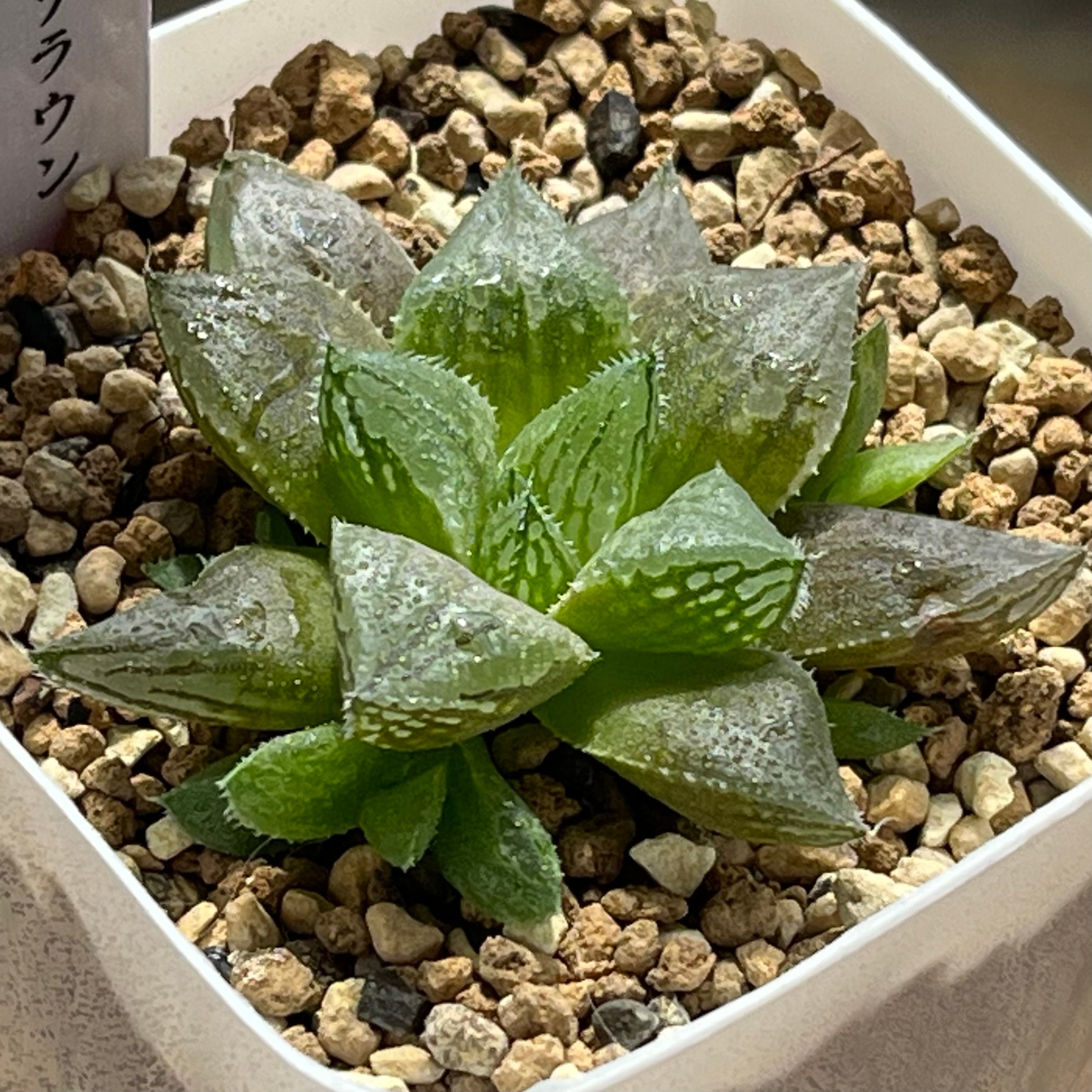 mocono_plants