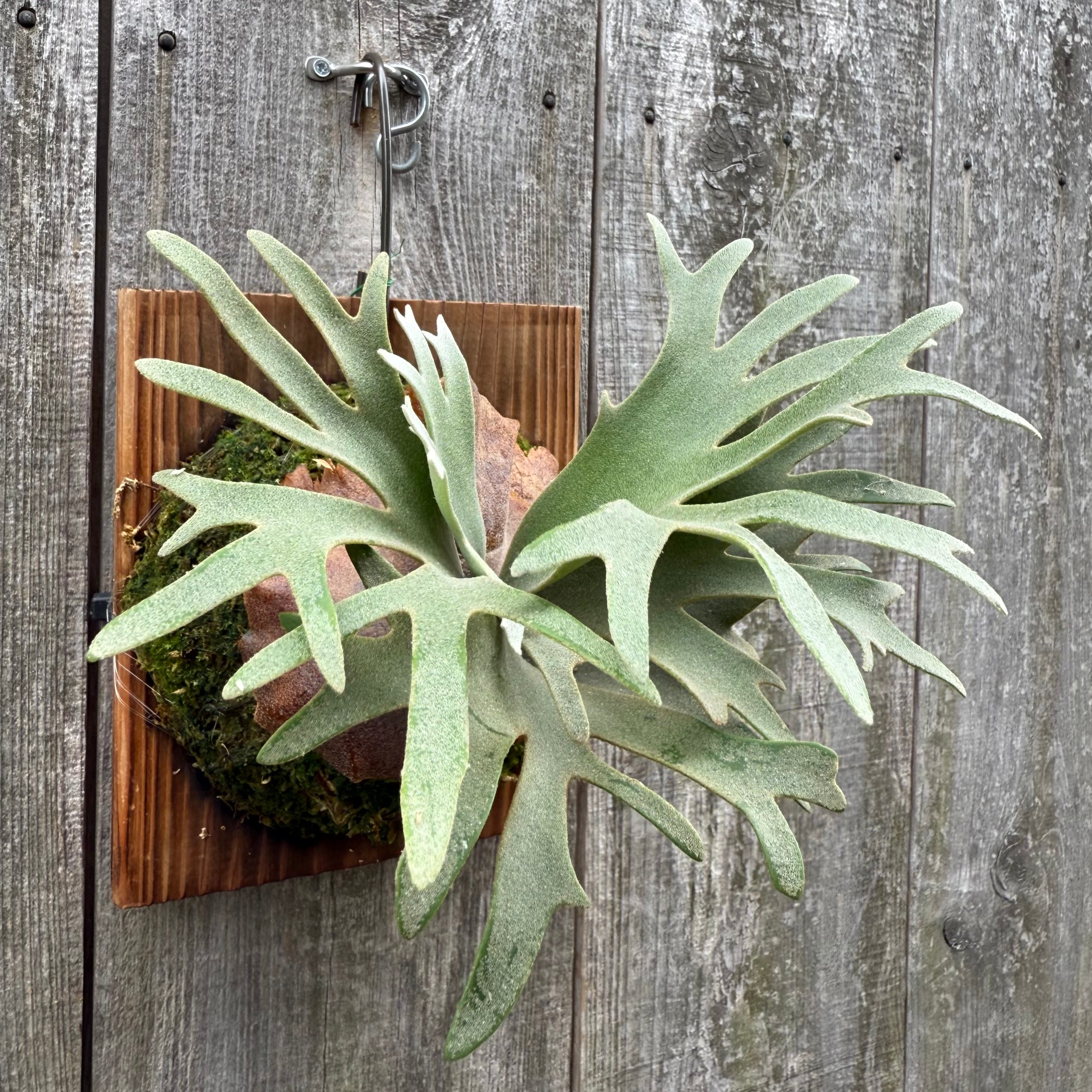 P.willinckii Nano sporeling | naturefix