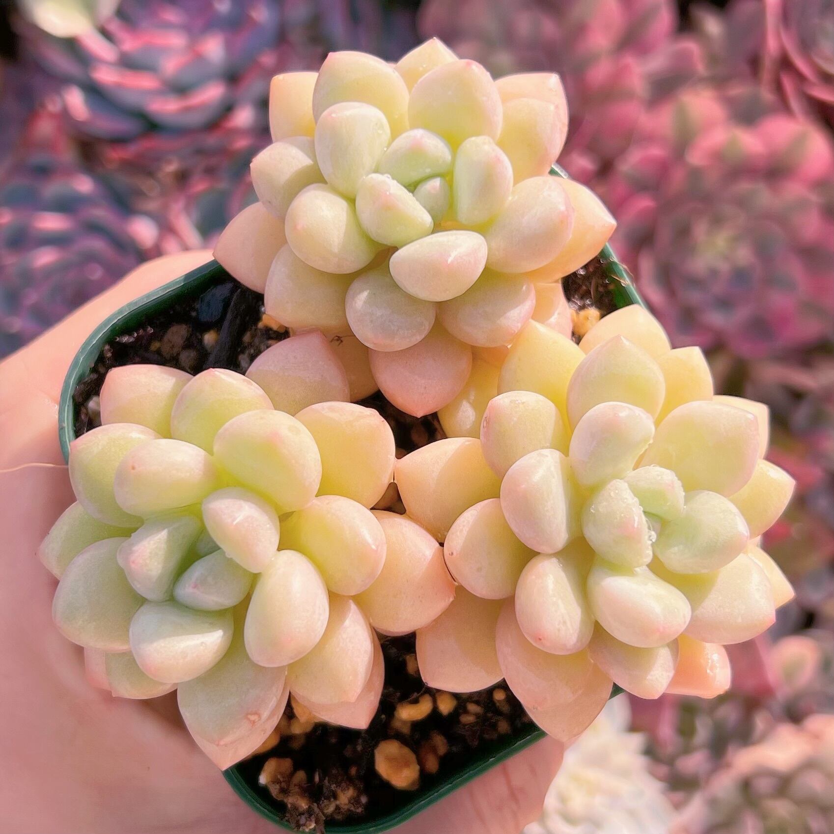 現品　ジャポン玉#833　るる農園