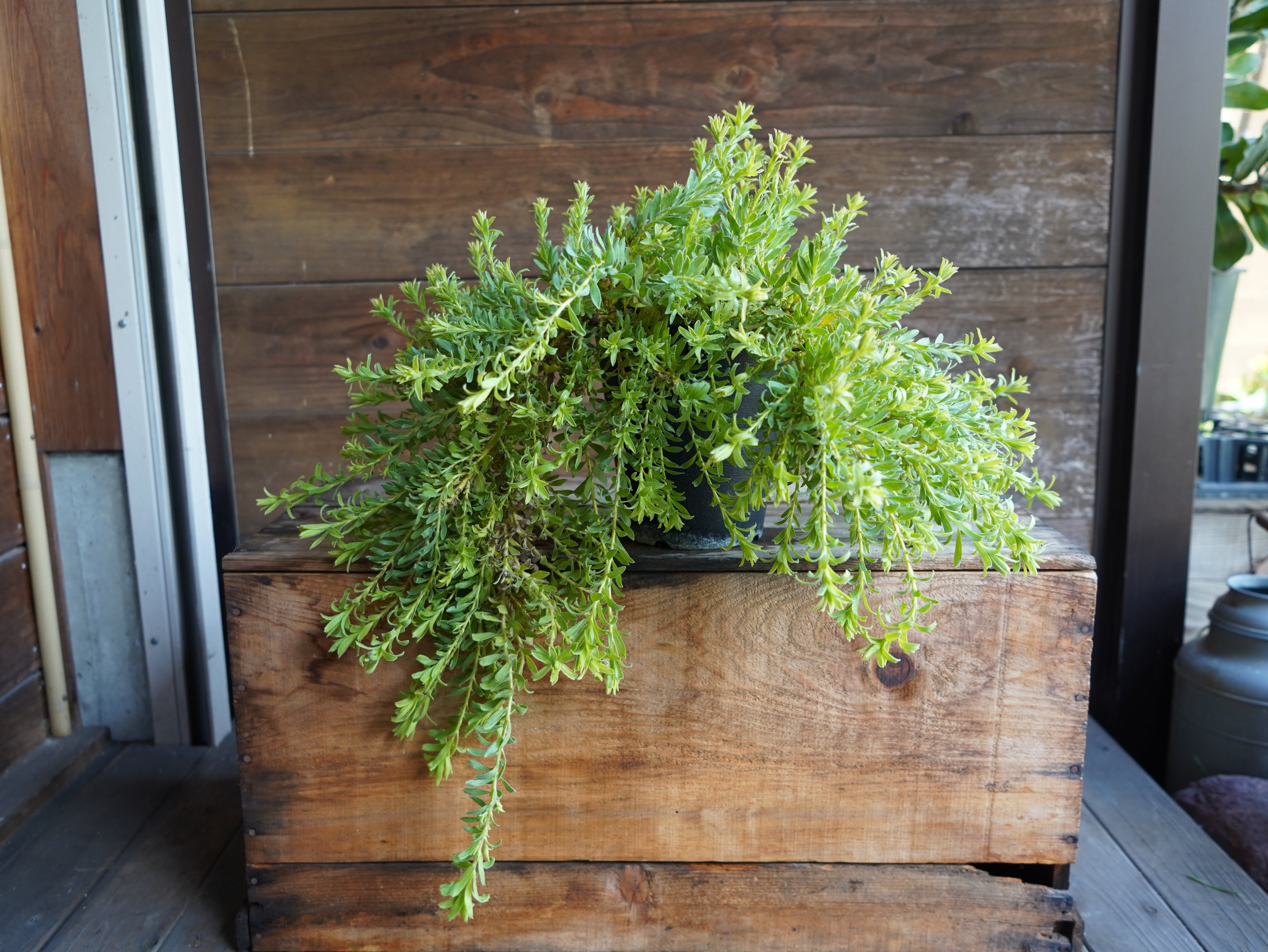 【現物】リューコスペルマム　”ハルバルー”　B