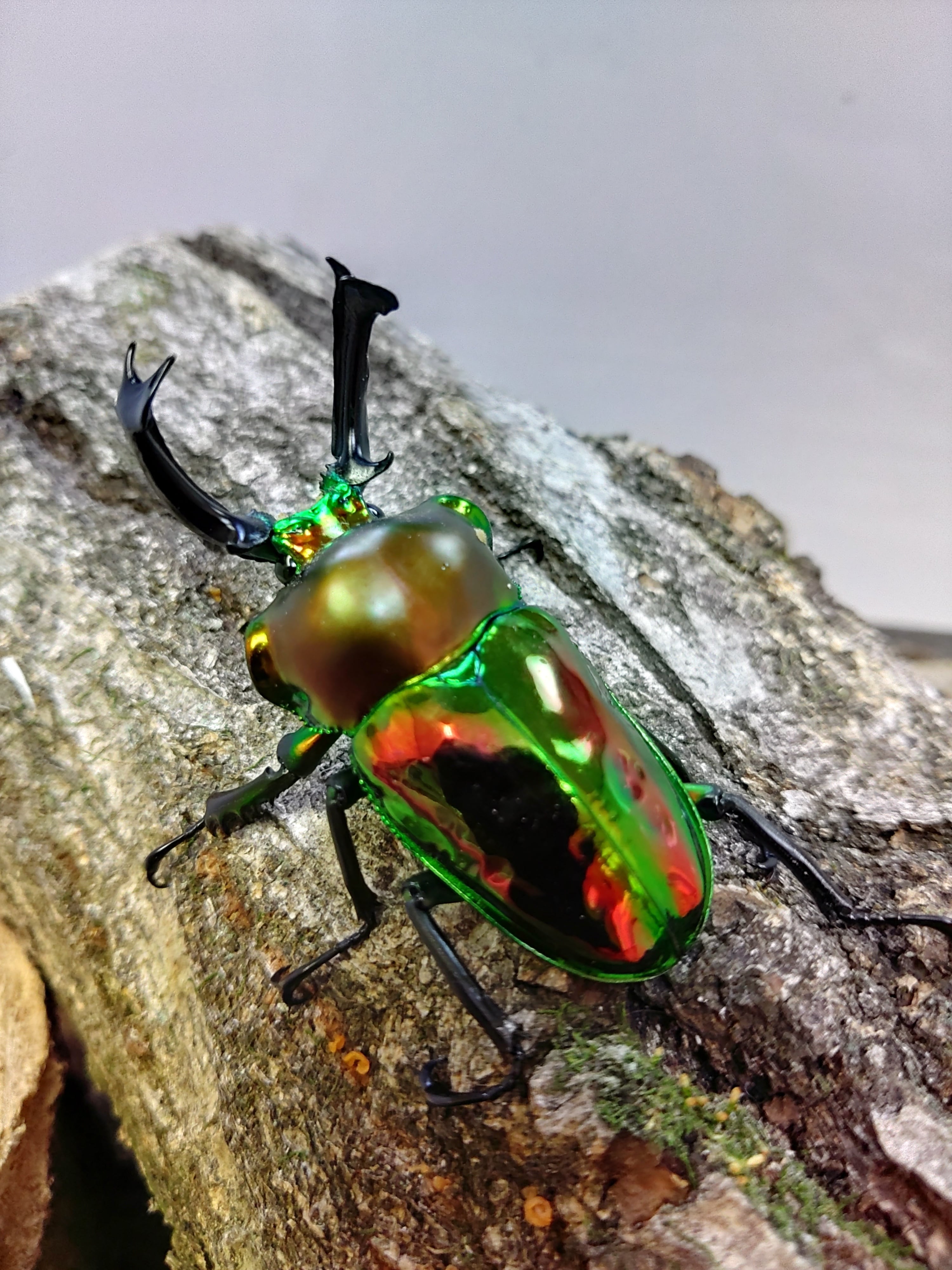 ネプチューンオオカブト メス2匹 ネプチューンオオカブト 成虫 