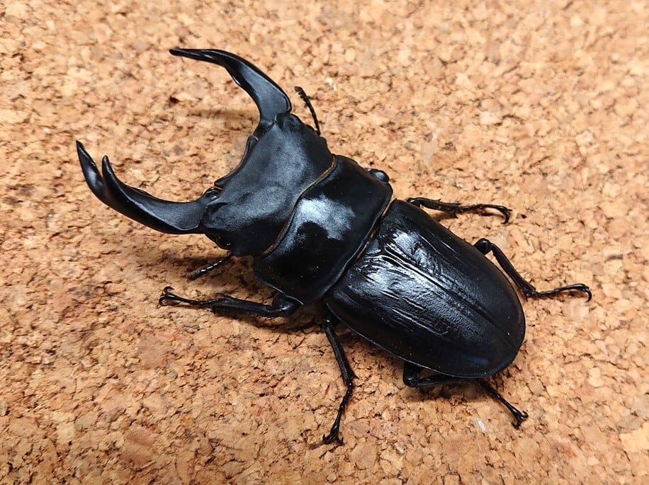 即ブリ マツノ久留米 オオクワガタ♂84.5mm 【公式通販】 即ブリ マツノ久留米 オオクワガタ♂84.5mm 【公式通販】