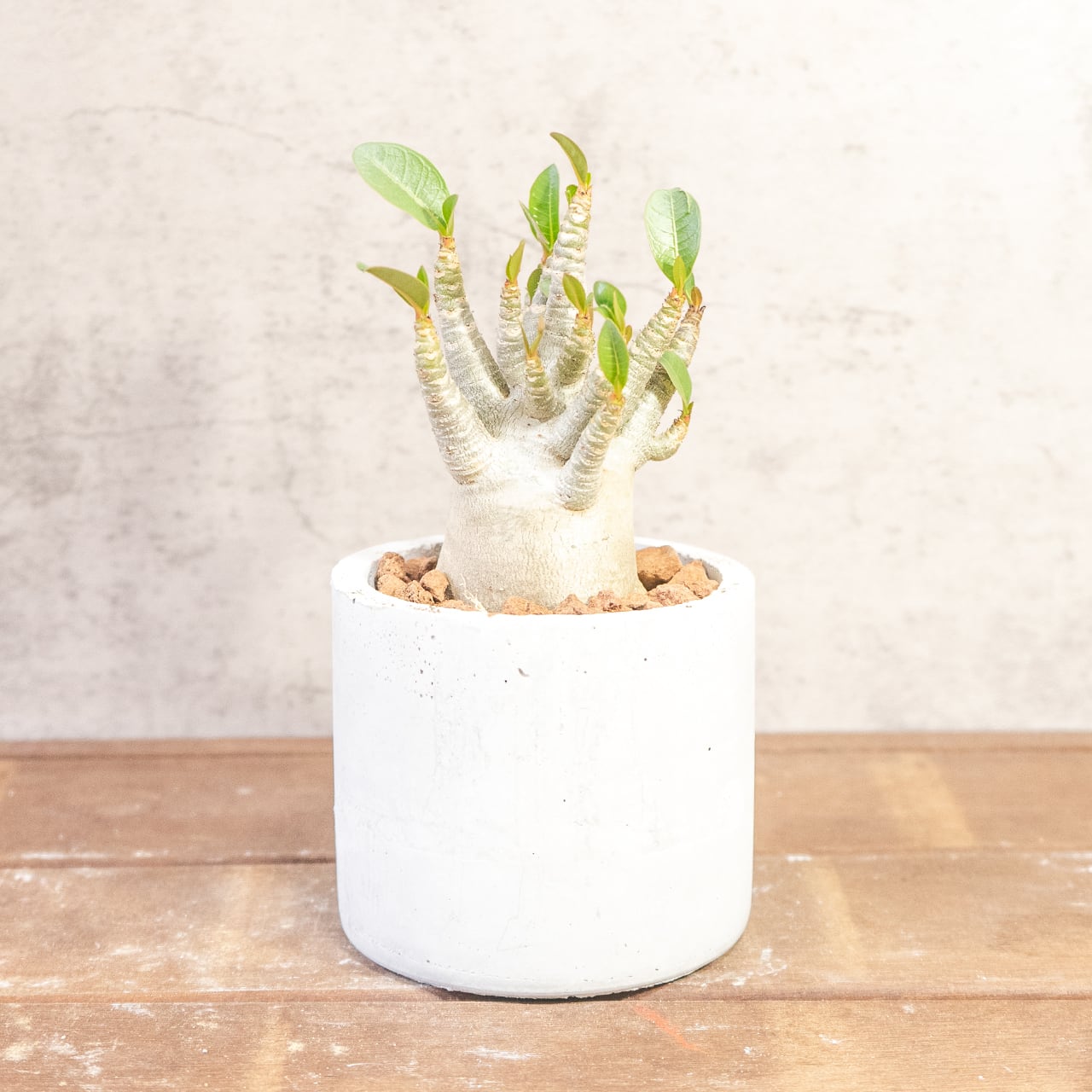 【ぷっくり丸い塊根】ぽってり愛らしい姿がたまらないアデニウム・ドワーフ。植物を引き立てる無骨な手づくりモルタル鉢でお届け／虫発生抑制（全国一律送料850円）