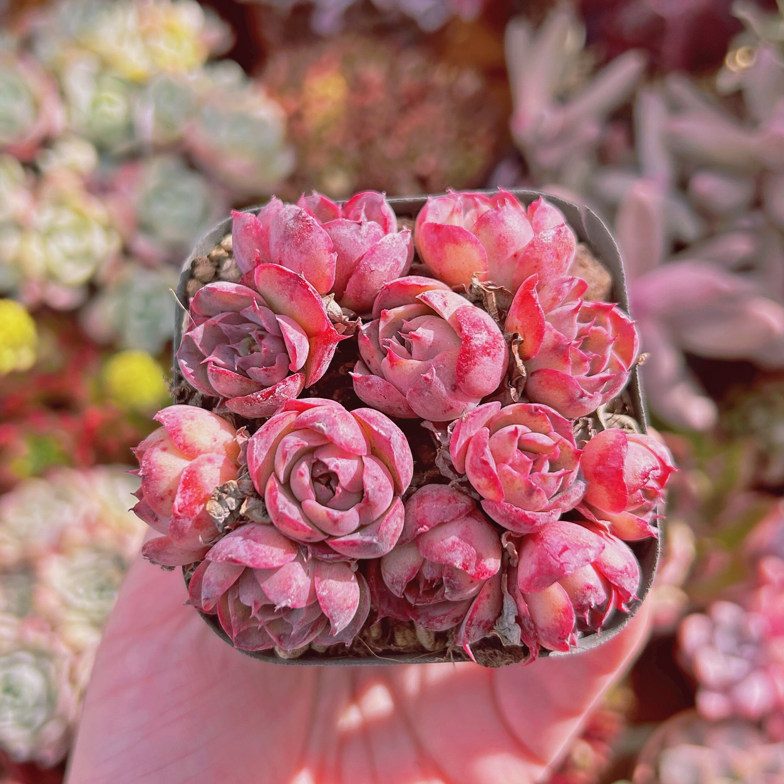 #832現物　多肉植物　オシャンハート　抜き苗