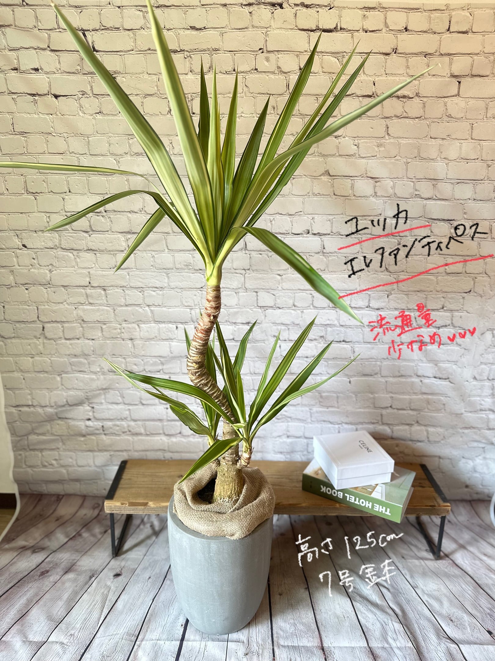 【陶器鉢セット♡】ドラセナ ソングオブジャマイカ 曲がり 陶器鉢セット】ドラセナ ソングオブジャマイカ | Petitluxe