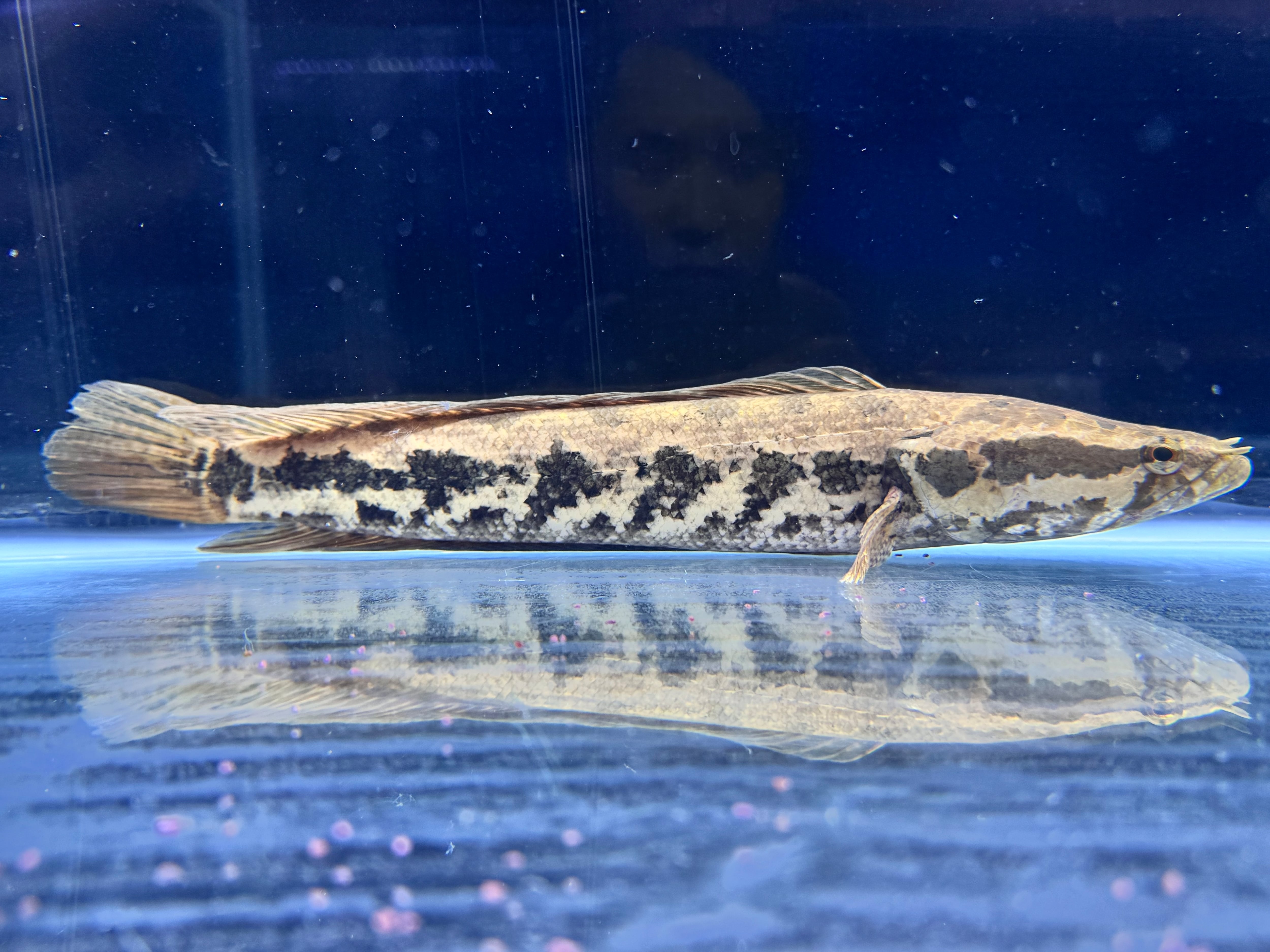 アロワナナイフ（アファー）➁ 37cm ギニア産 | AQUASTYLEG