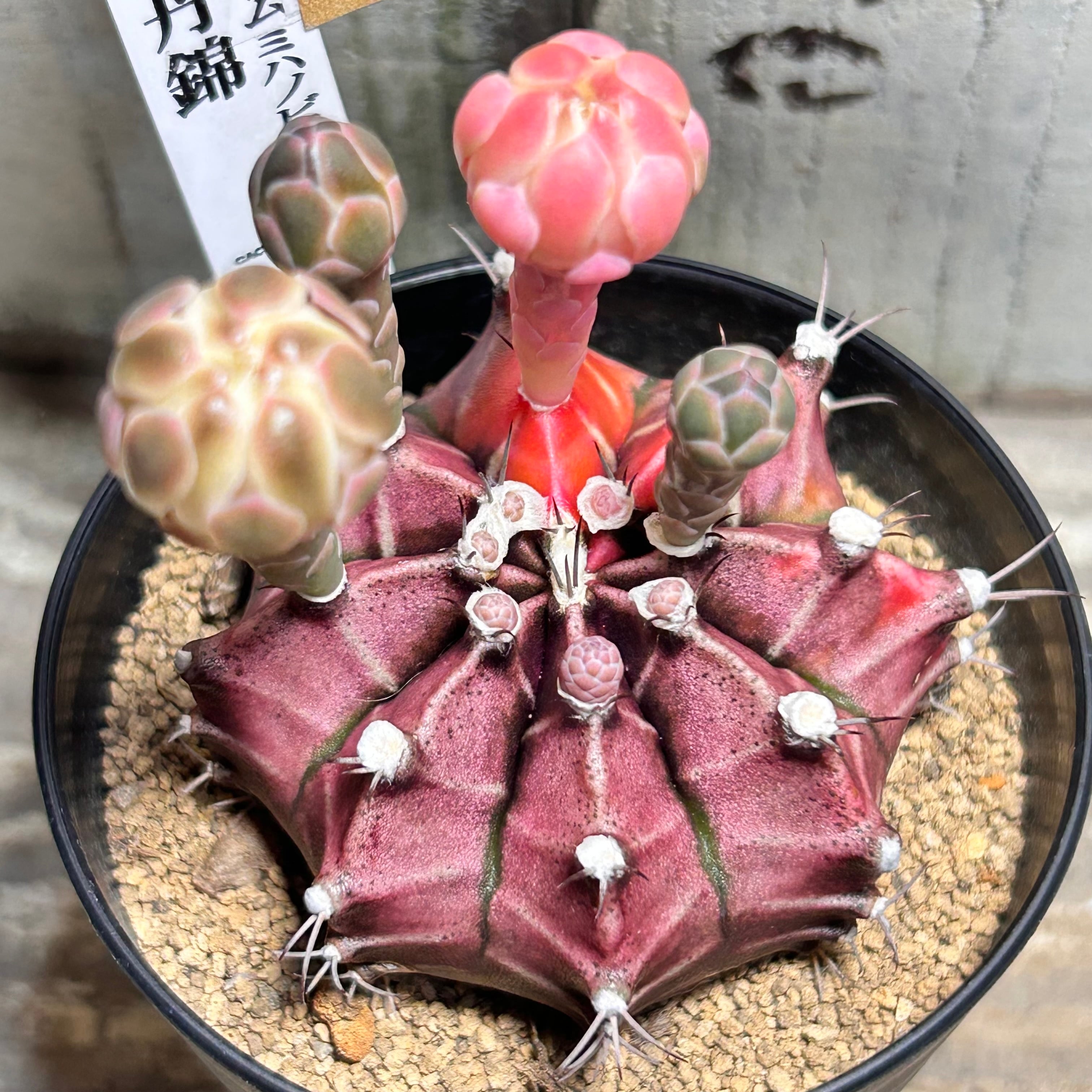 錦 | RuPo 多肉植物専門店