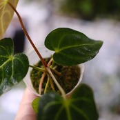 アンスリウム・レガレ / Anthurium Regale⑫│観葉植物