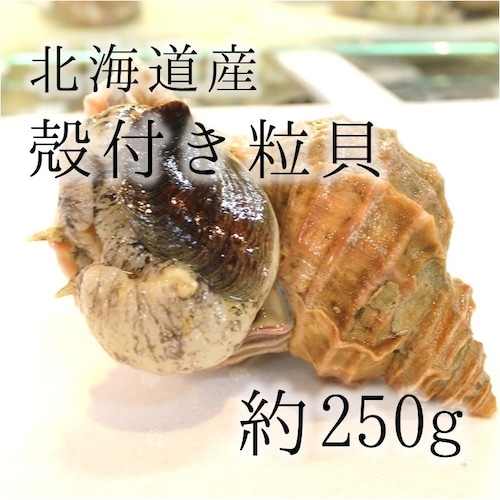 活 殻付きツブ貝 北海道産 真ツブ 中サイズ 約250-300g/個 つぶ貝 粒貝【真ツブ貝250-300g】 冷蔵 豊洲直送