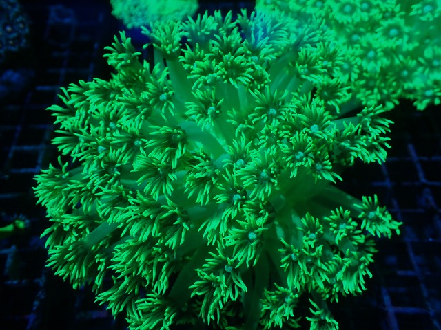 【現地買付】GonioporaStokesi FromMakassar UltraToxic