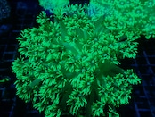 【現地買付】GonioporaStokesi FromMakassar UltraToxic