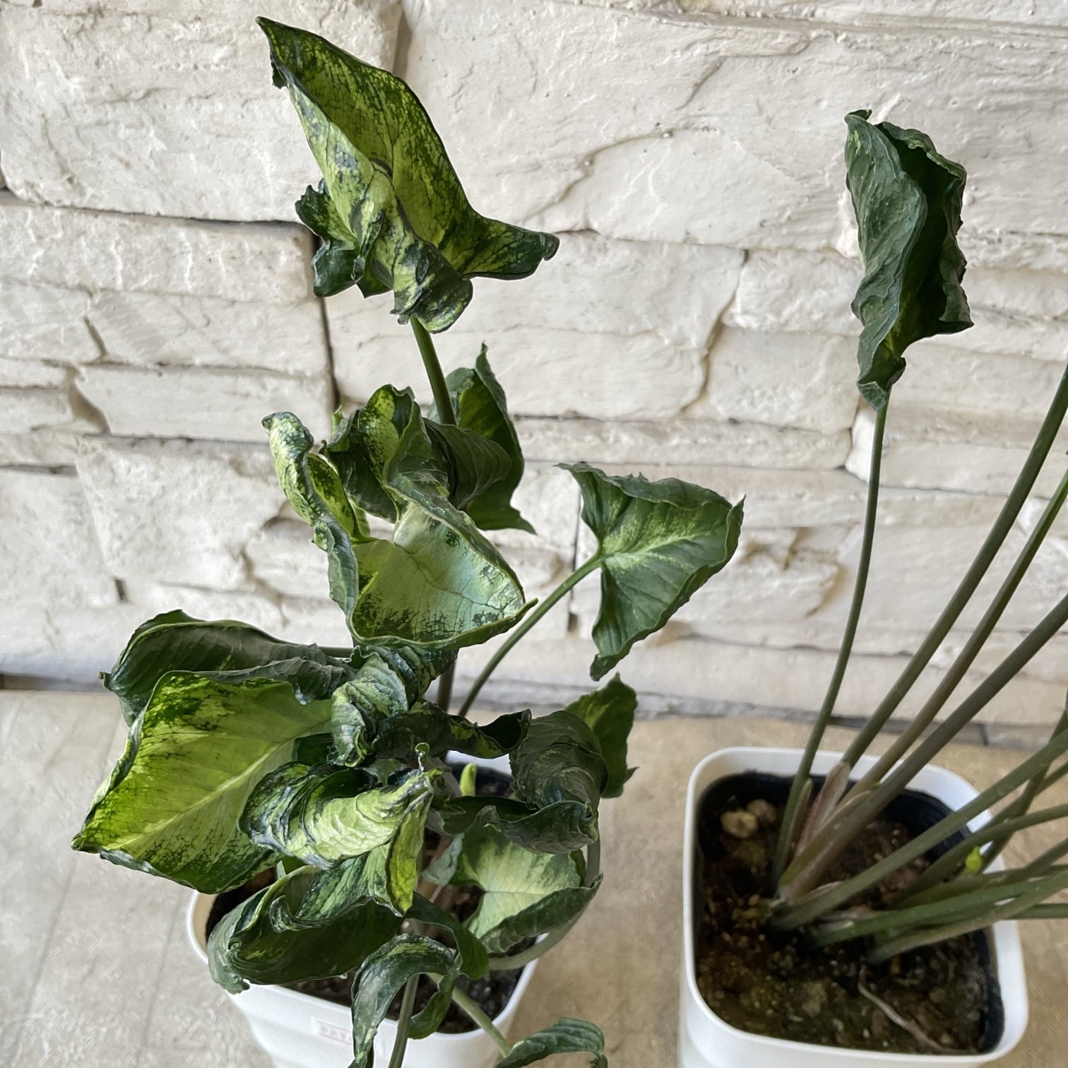 観葉植物】シンゴニウム ゴジラ 4寸鉢 | 橋本種苗園