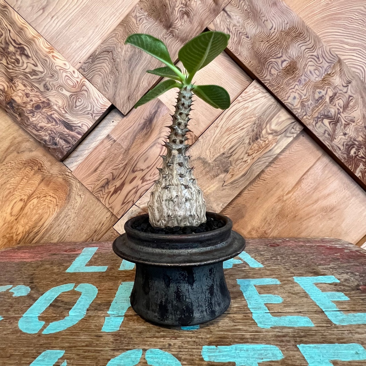 パキポディウム ウィンゾリー 作家鉢