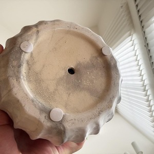 アロカシア（斑入り）