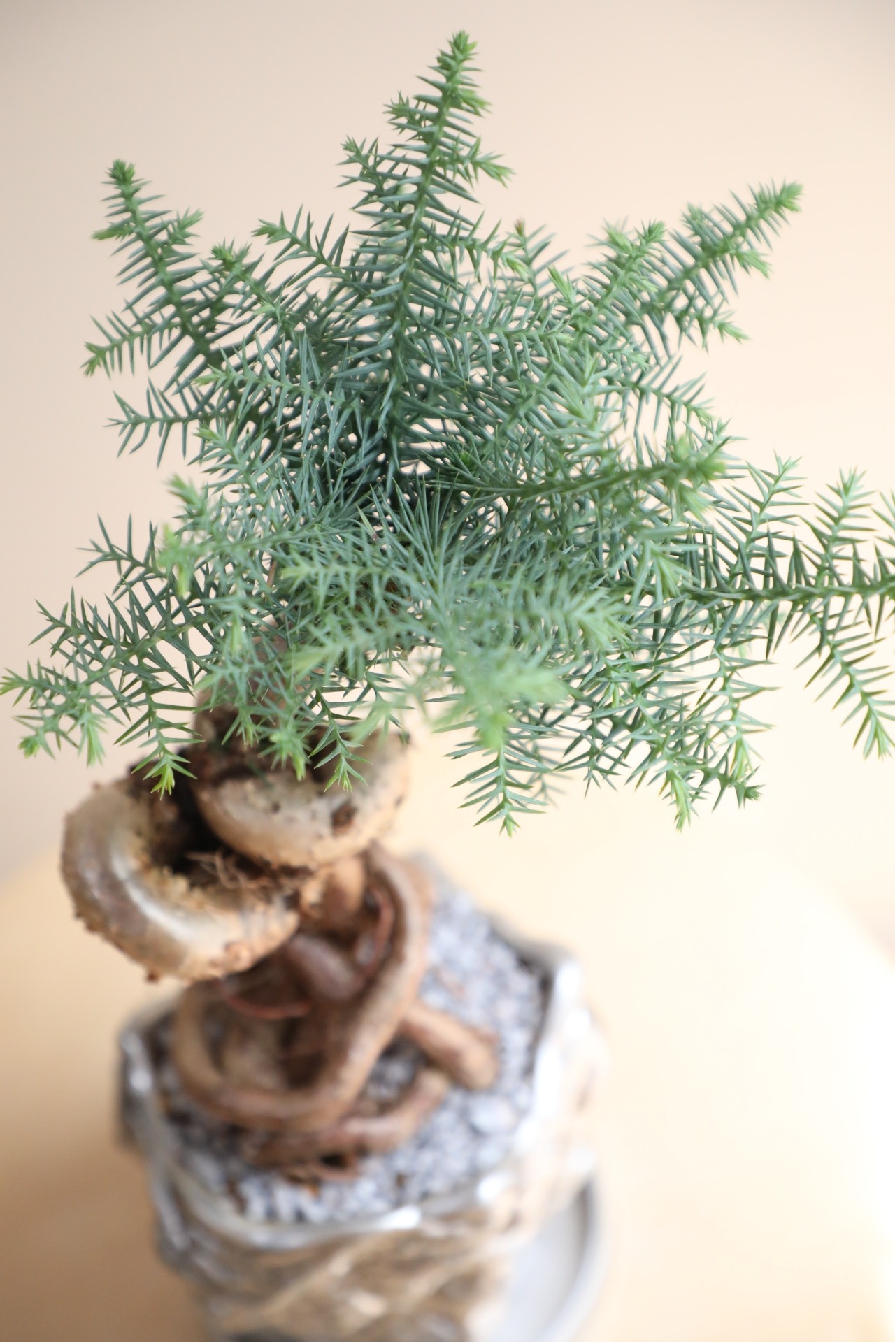 【M】アローカリア/Araucaria heterophylla