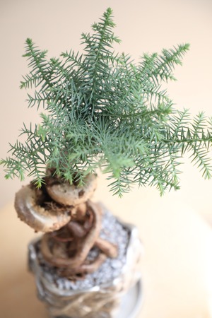 【M】アローカリア/Araucaria heterophylla