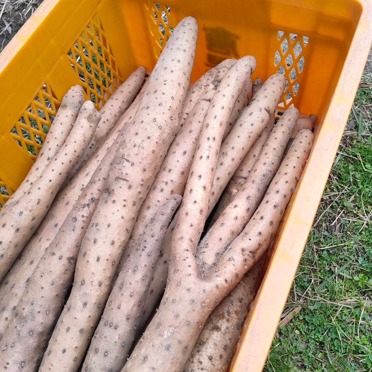 【家庭用】砂丘ながいも　長芋　とりたて 10kg程度　とろろ　ねばり　山芋