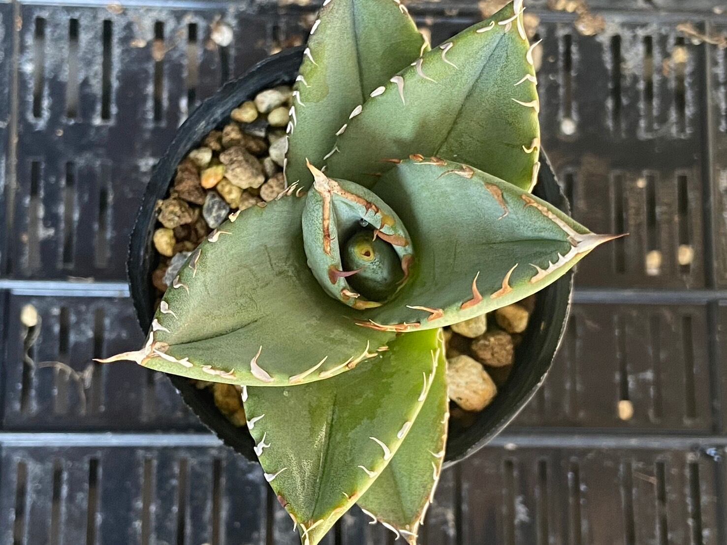 【 F-2 】oteroi seedling ①