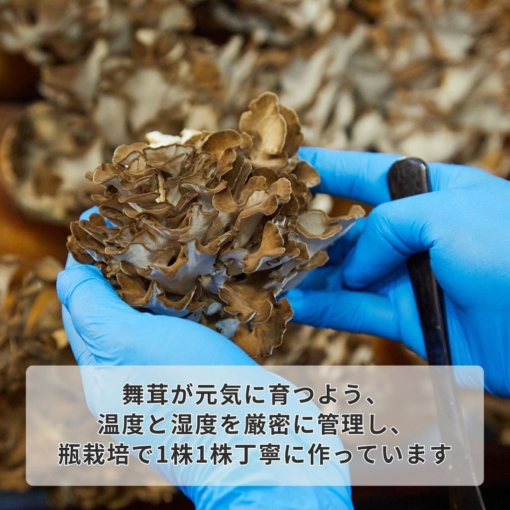 舞茸　さん専用 舞茸大好きセット（栗原市産舞茸・約1kg） | くりはらファーマーズラボ