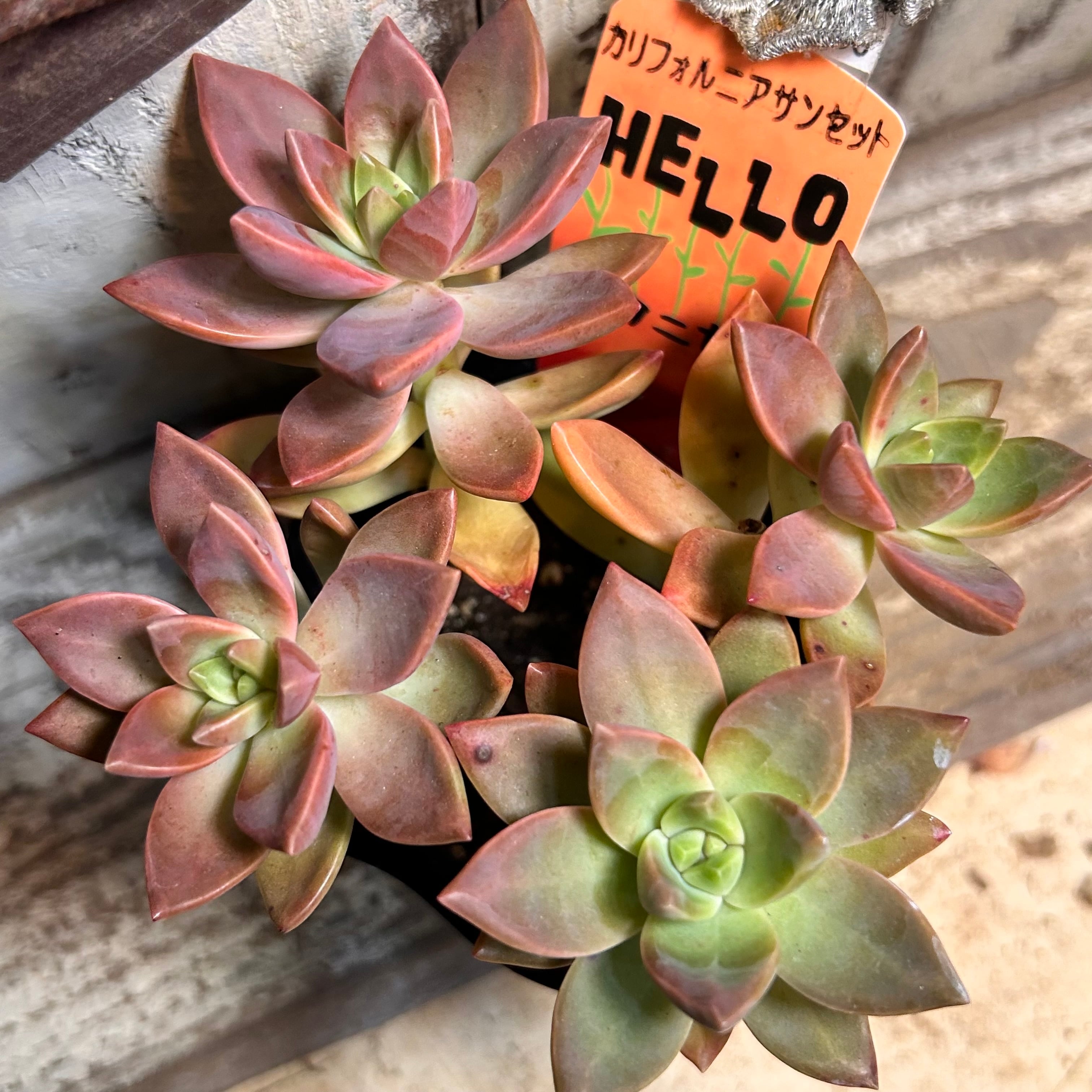 カリフォルニアサンセット | RuPo 多肉植物専門店