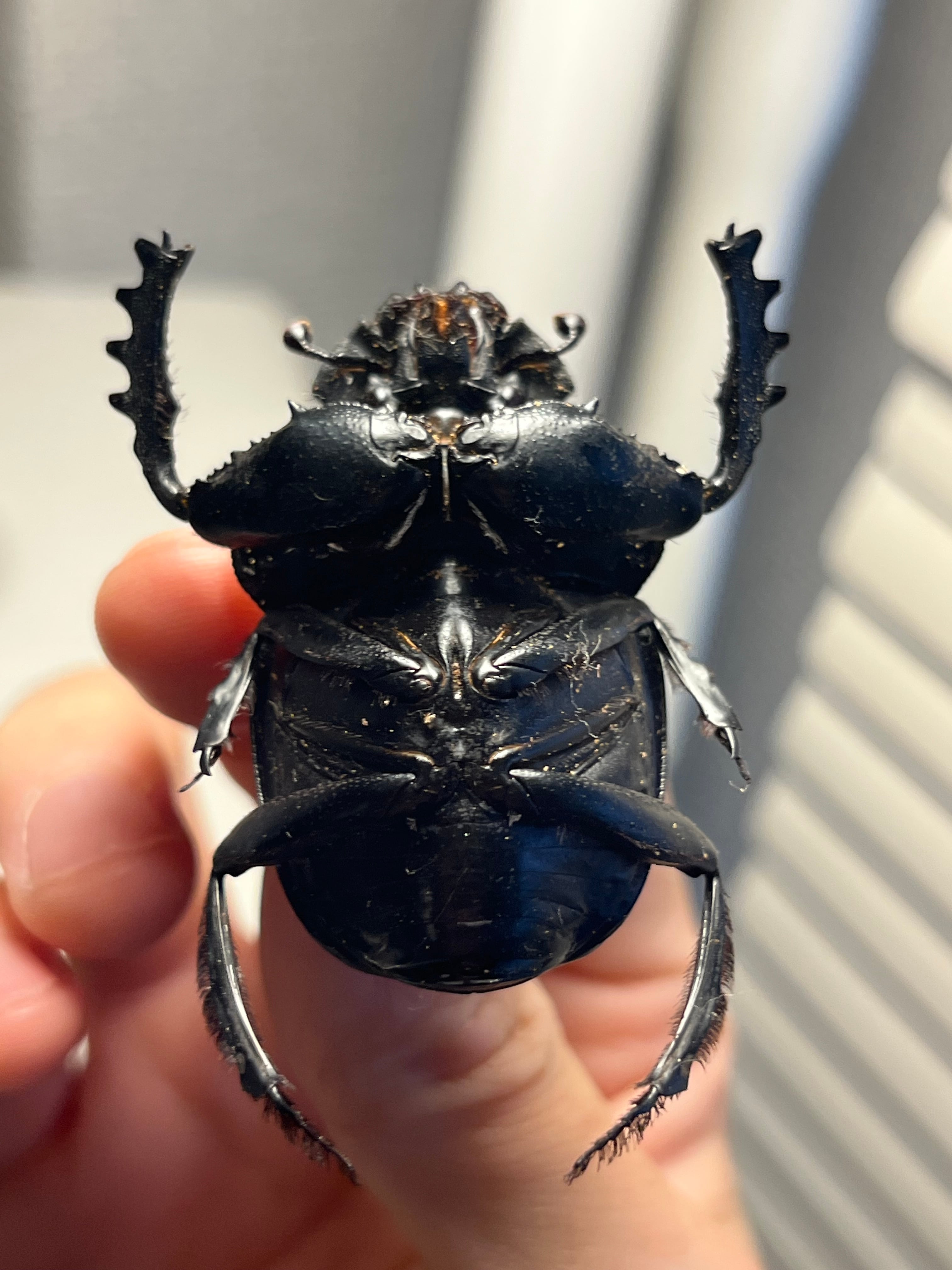 属内2位】スネブトタマオシコガネ スカラベ糞虫フンチュウ昆虫標本