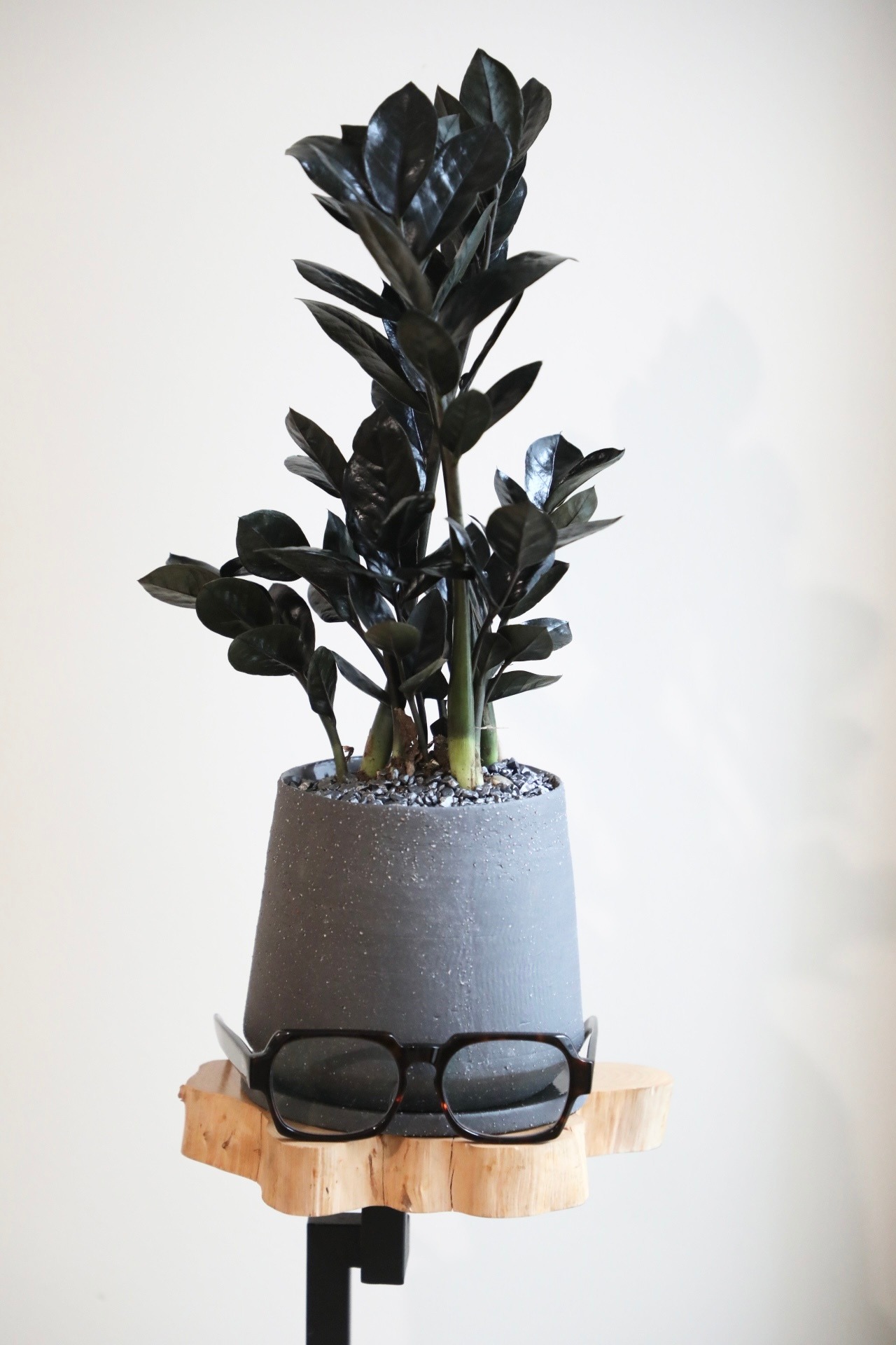 【M】ザミオクルカス レイヴン/Zamioculcas zamifolia Raven　※陶器鉢付き