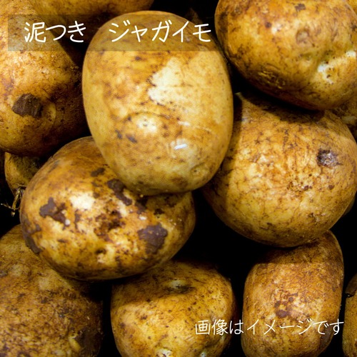 5月の朝採り直売野菜：ジャガイモ　4～5個　春の新鮮野菜 5月15日発送予定