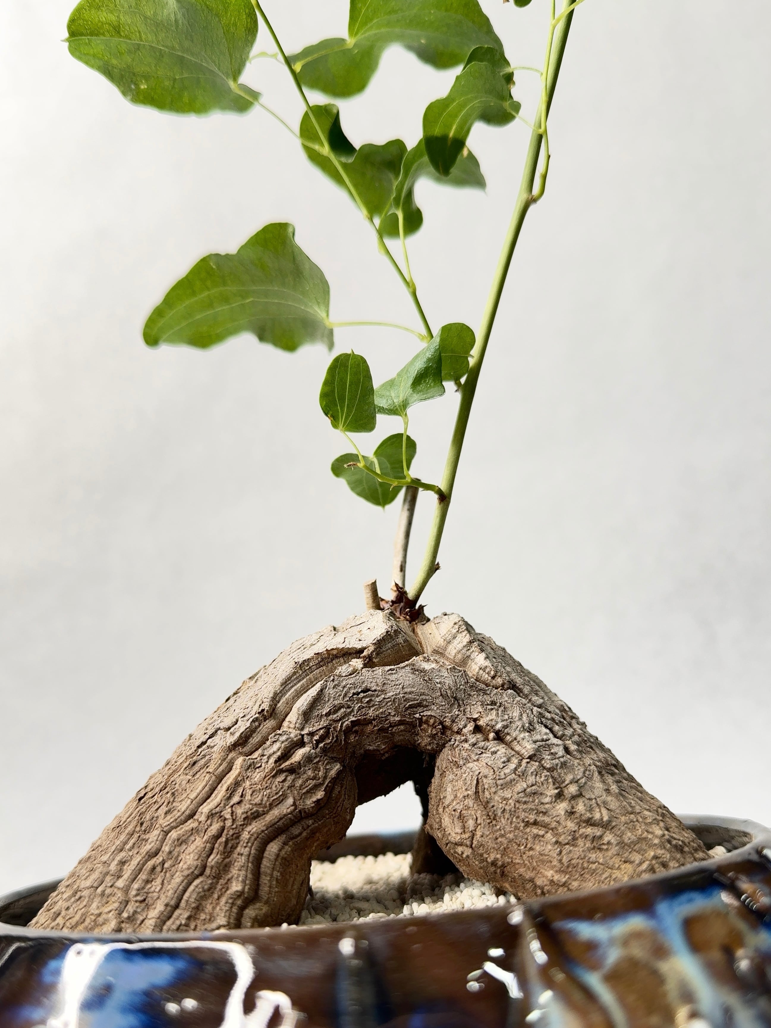 ○MKB ディオスコレア シルバチカ 活着済み 塊根植物 実生株 多肉植物