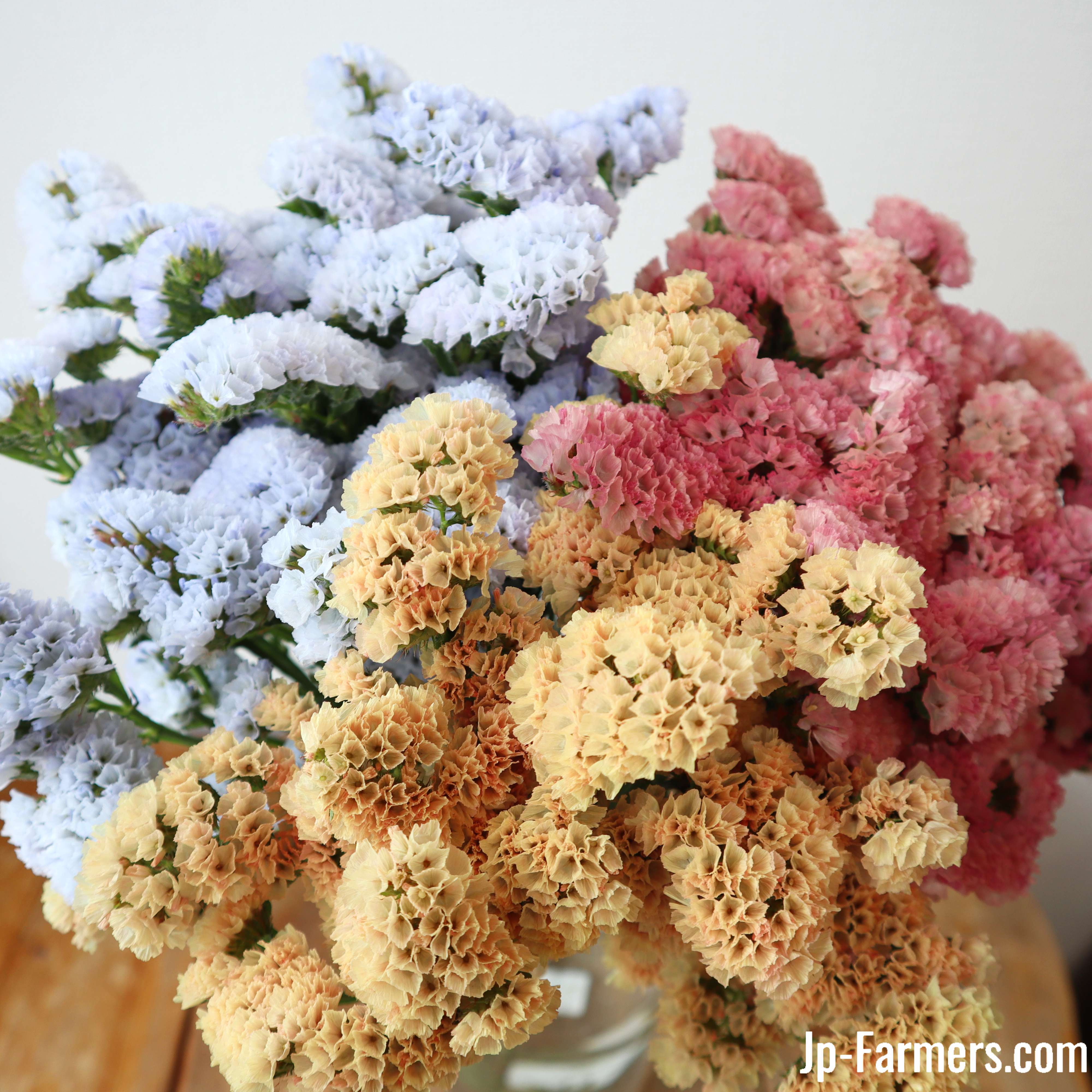 スターチス色味参考画像 スターチス色味参考画像