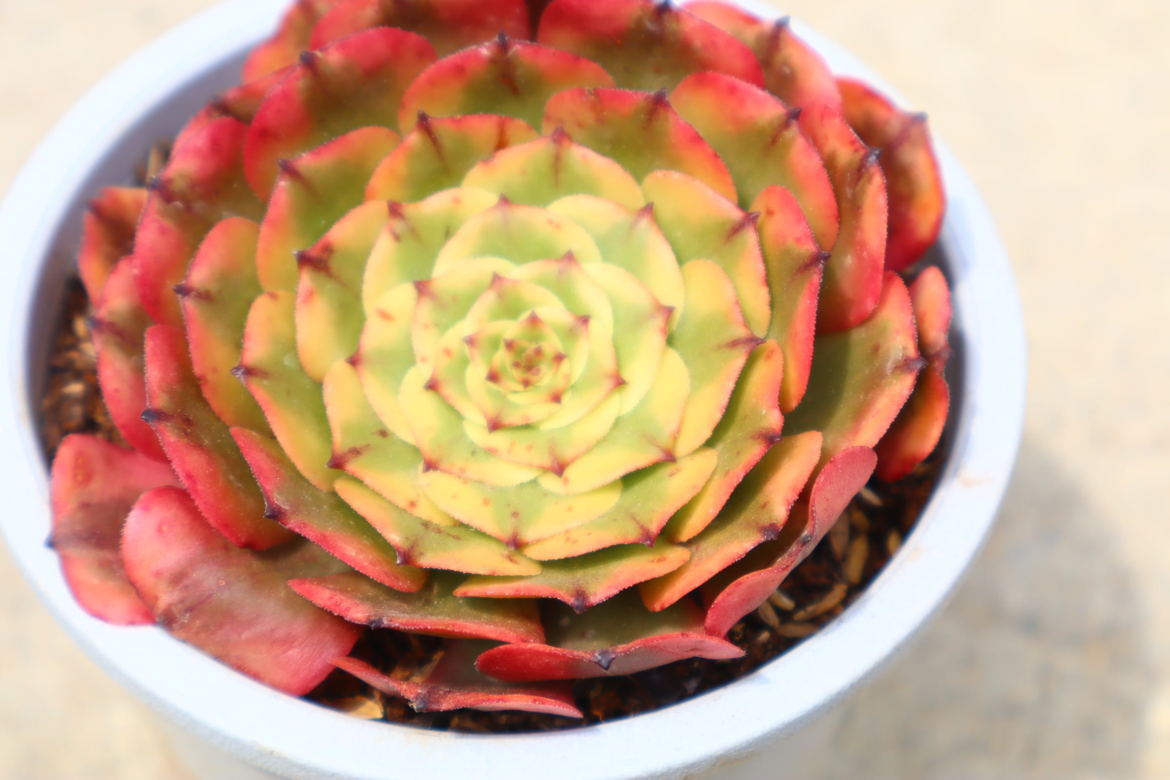 アエオニウム・魅金ローズ錦 約15cm | 二代目大和高原の多肉屋