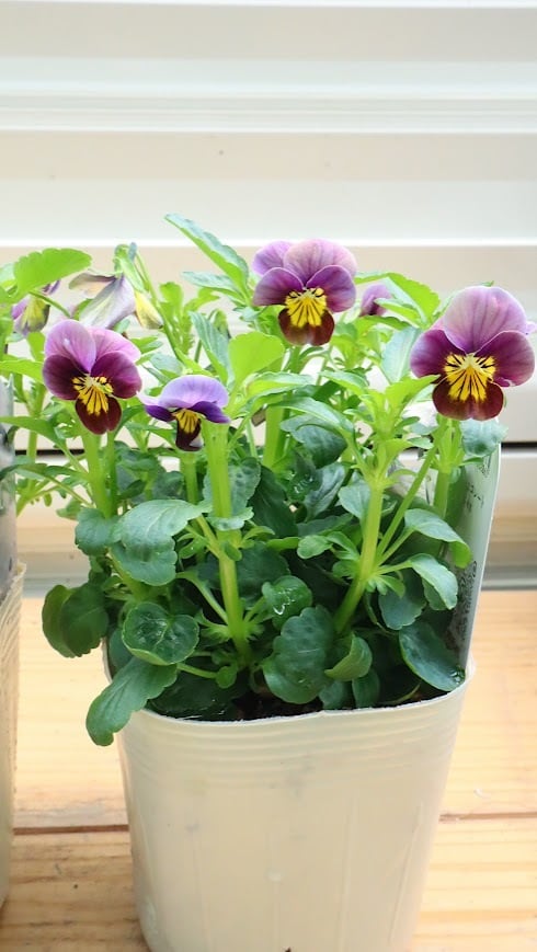 ビオラ『レディ』 3号ポット 1苗 寄せ植え 花 | サクシフォン|花で