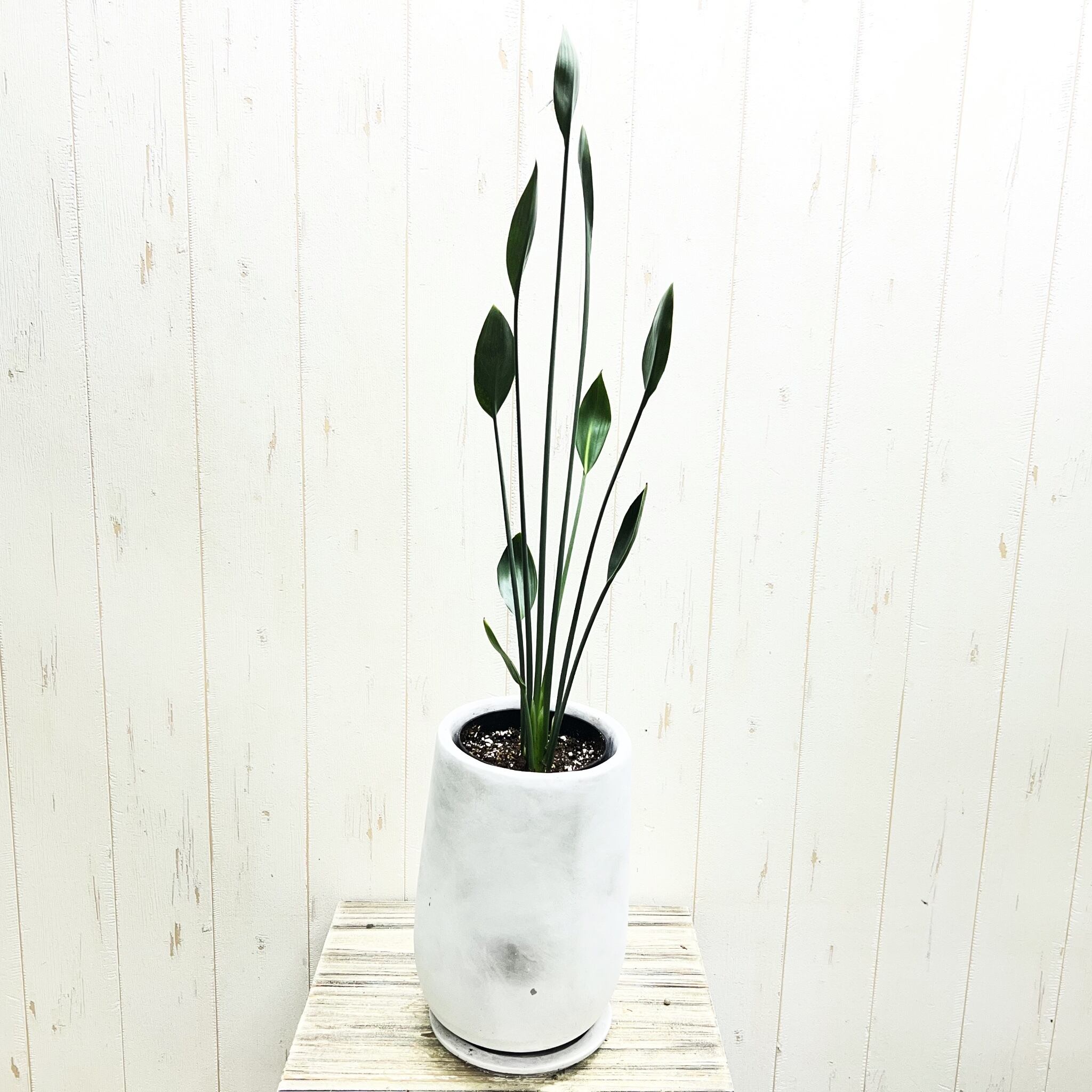 ストレリチア ユンケア ノンリーフ セメント鉢植え 受け皿付き