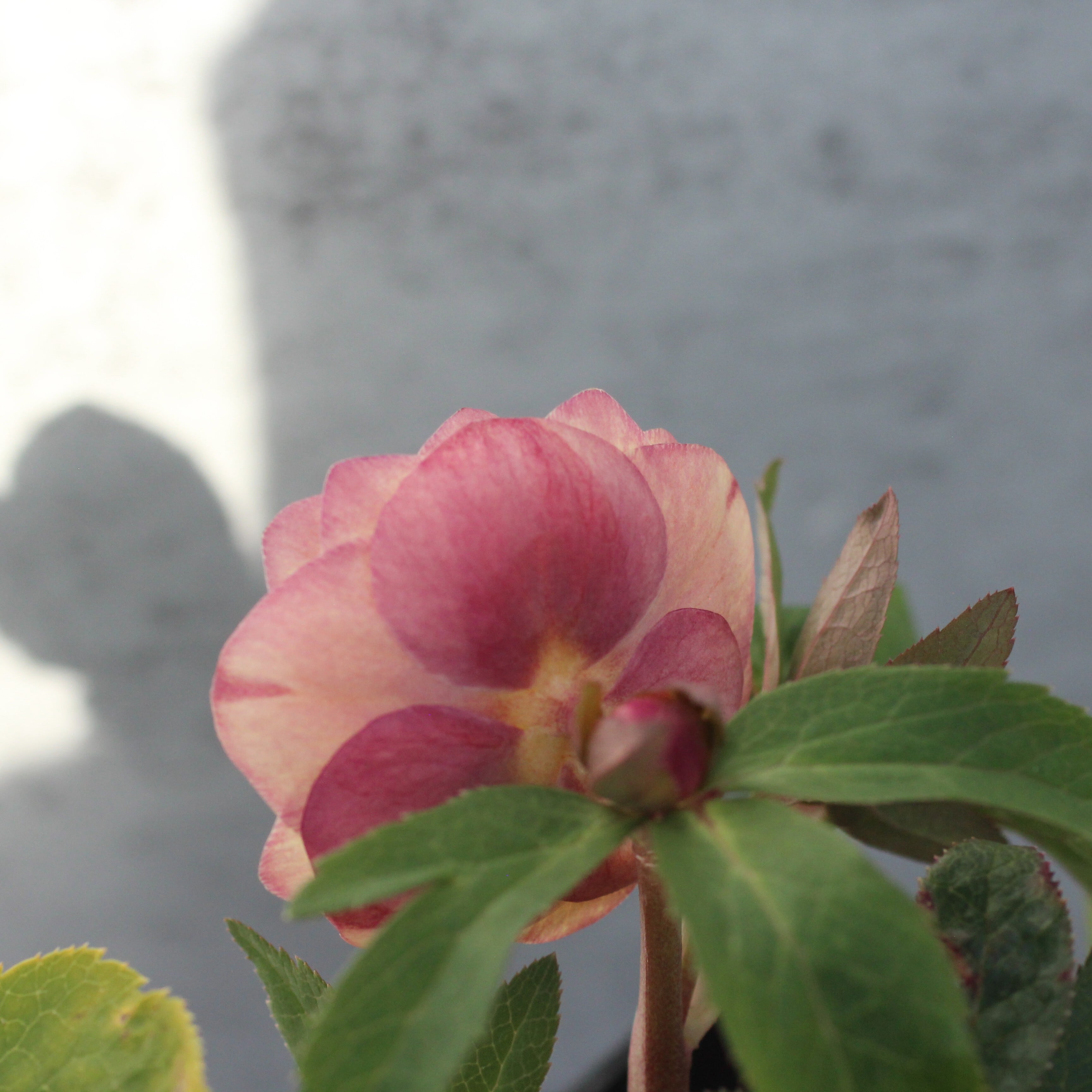 WS26-086 クリスマスローズ ウィンターシンフォニー オーレア系