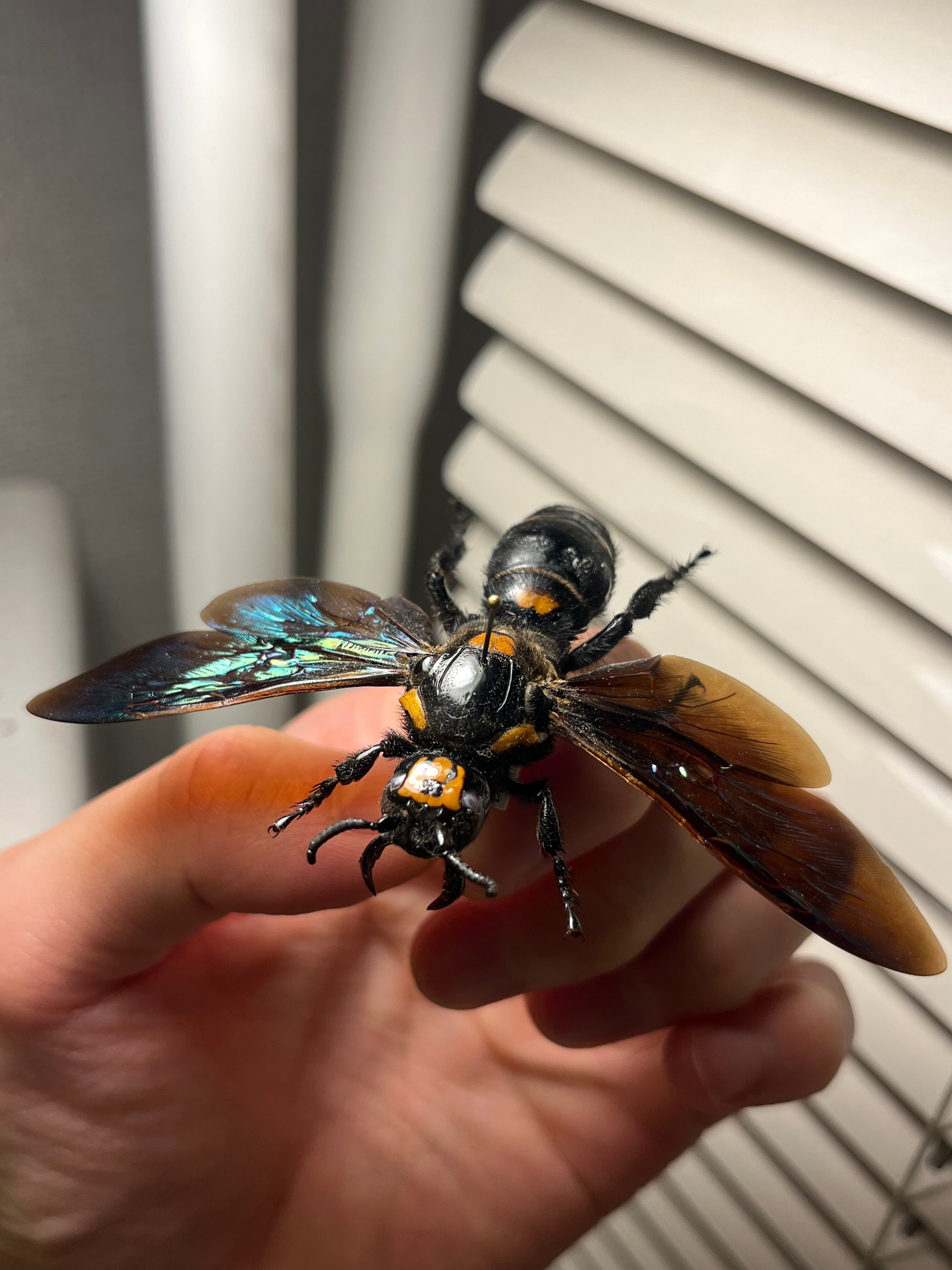 雀蜂最大級】ツチバチ60mm Megascoliaハチトンボゼミセミ蝉カゲロウ