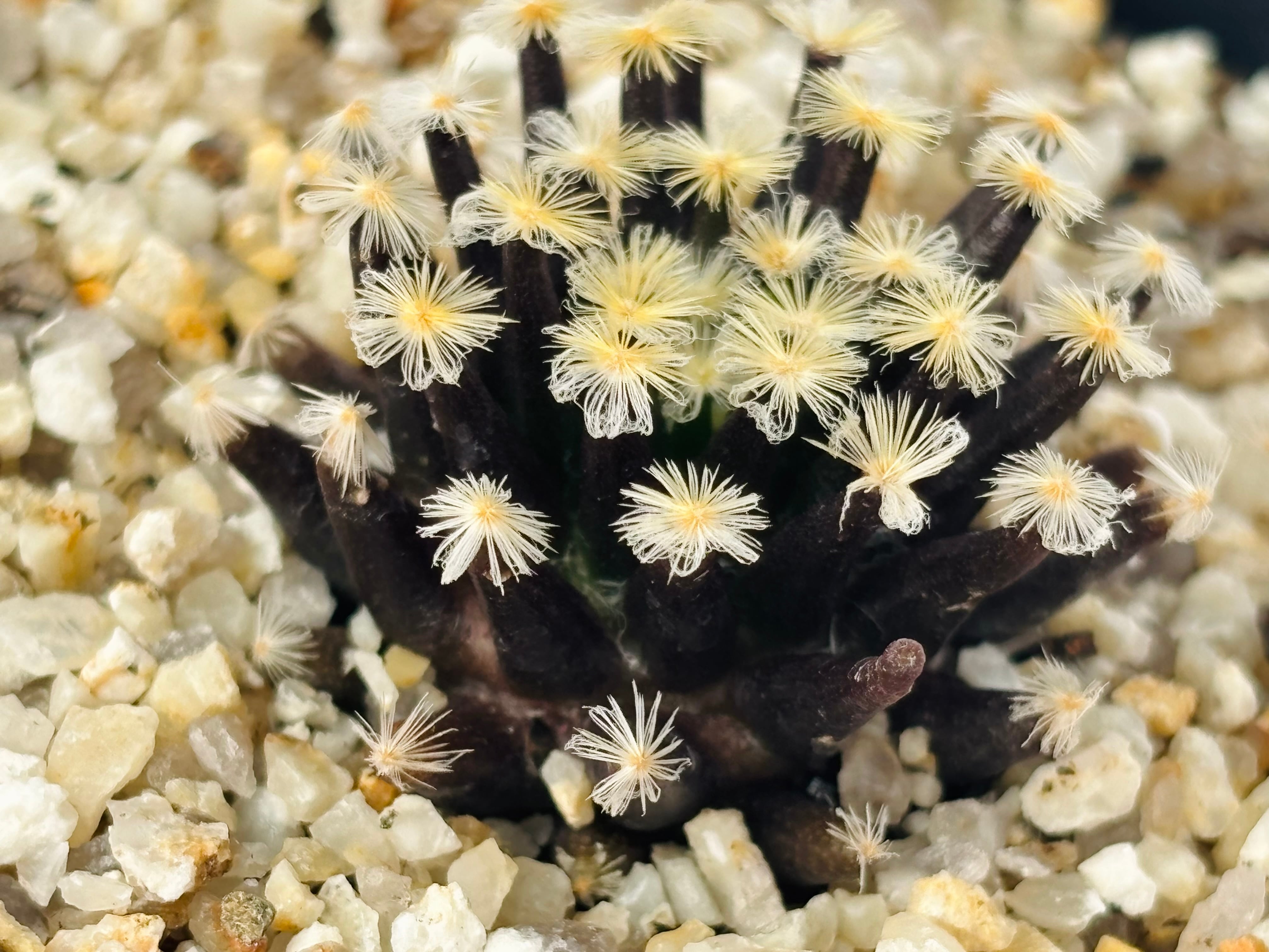 Mammillaria schiedeana マミラリア 黒肌明星 サボテン | plants MARU