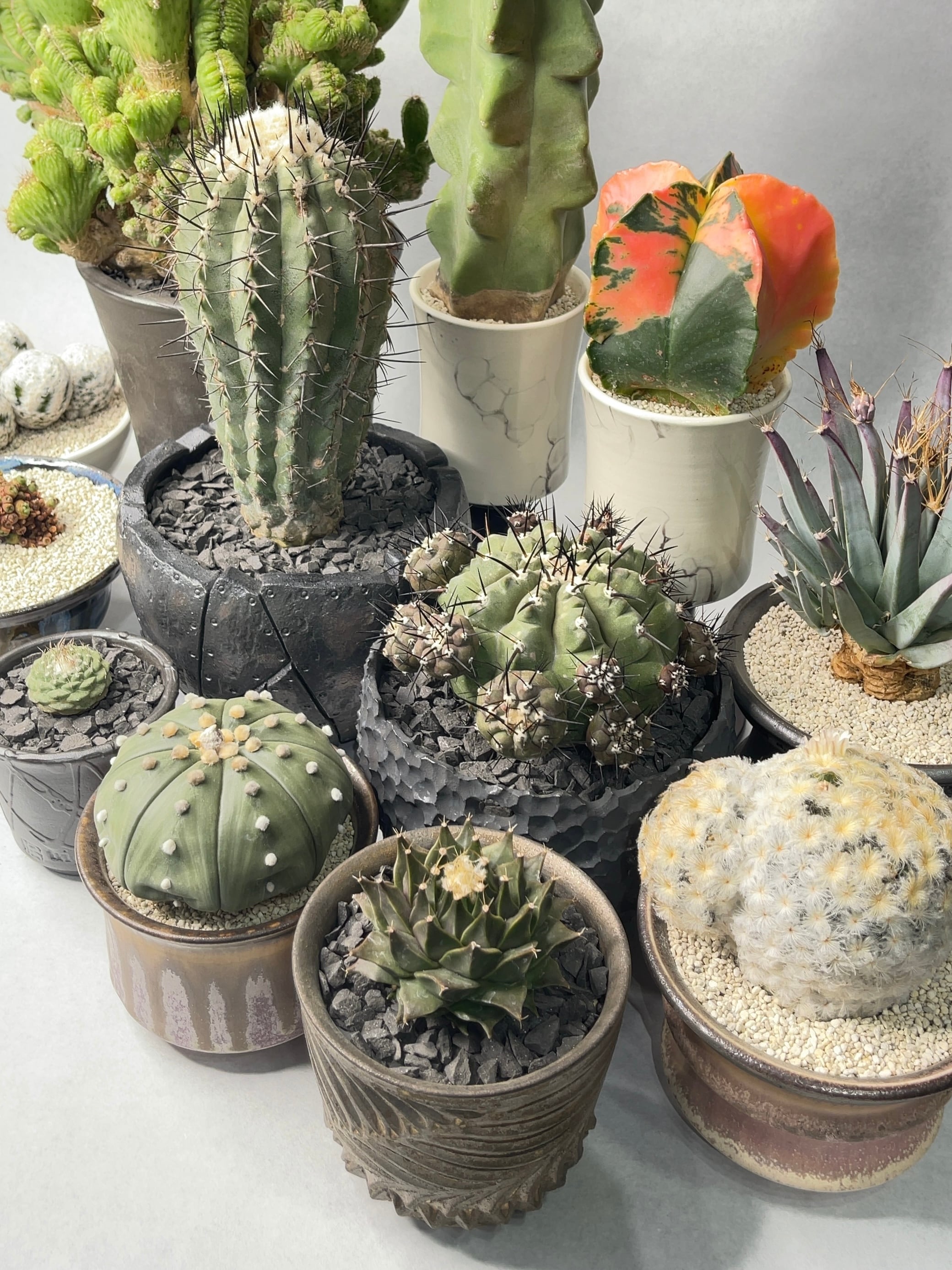 オブレゴニア・帝冠 | trigger