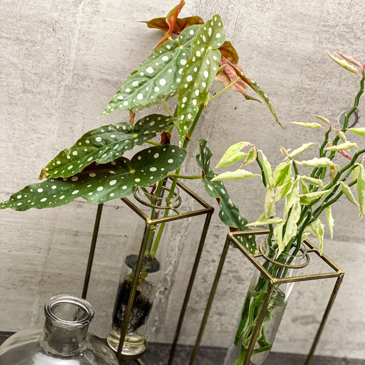 モダンなのにらくらくオシャレな観葉植物の水耕栽培 < L Size