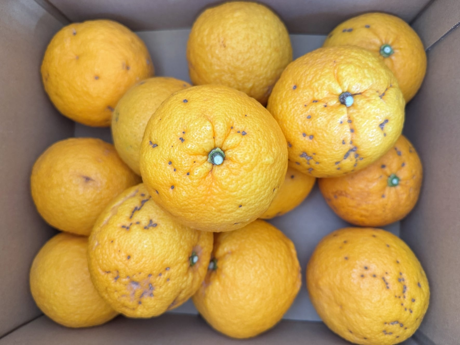 訳あり B級品 ゴールドラッシュ 美味しさそのまま!