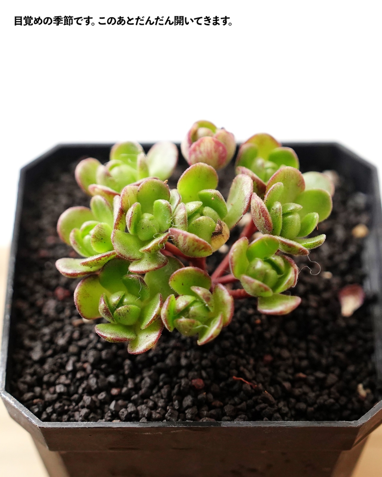 【NEW-STANDARD】 水耕栽培苗 アエオニウム サンデルシー 群生 Aeonium saundersii