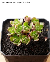【NEW-STANDARD】 水耕栽培苗 アエオニウム サンデルシー 群生 Aeonium saundersii