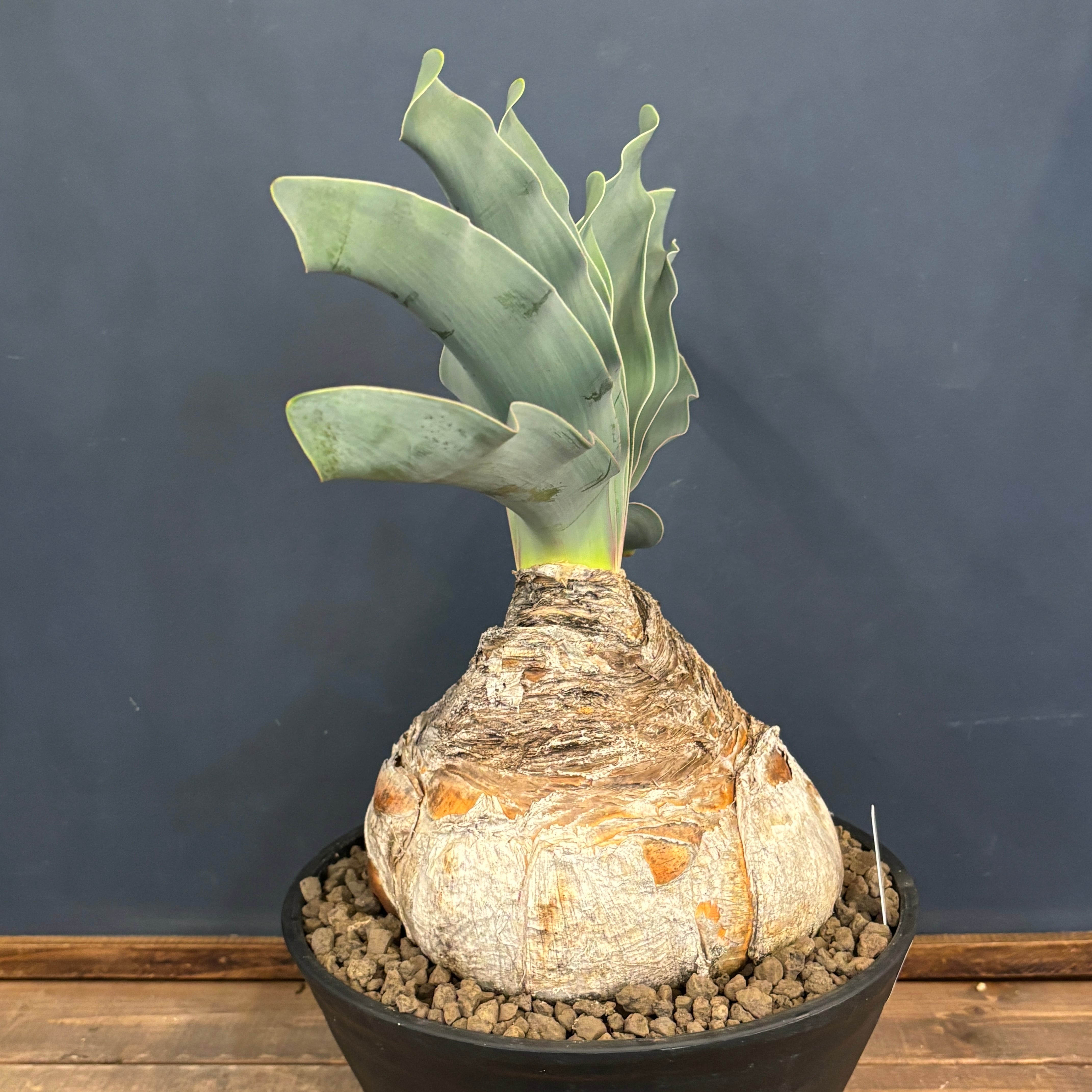 ブーファン ハエマンソイデス【771】 | PROTOLEAF プロトリーフ