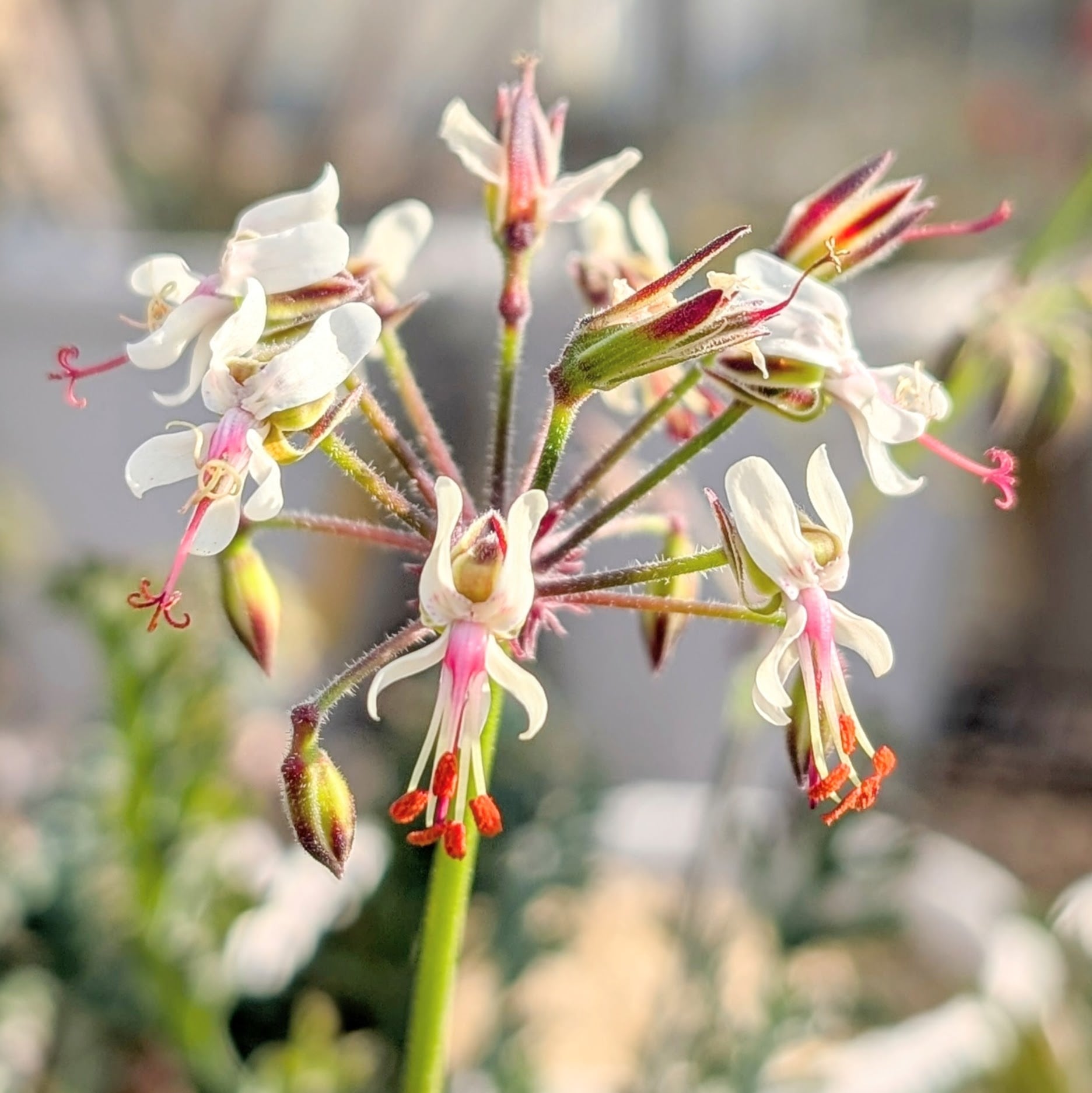 種子(少量パック)/10粒】Pelargonium laxum (Cradock, RSA