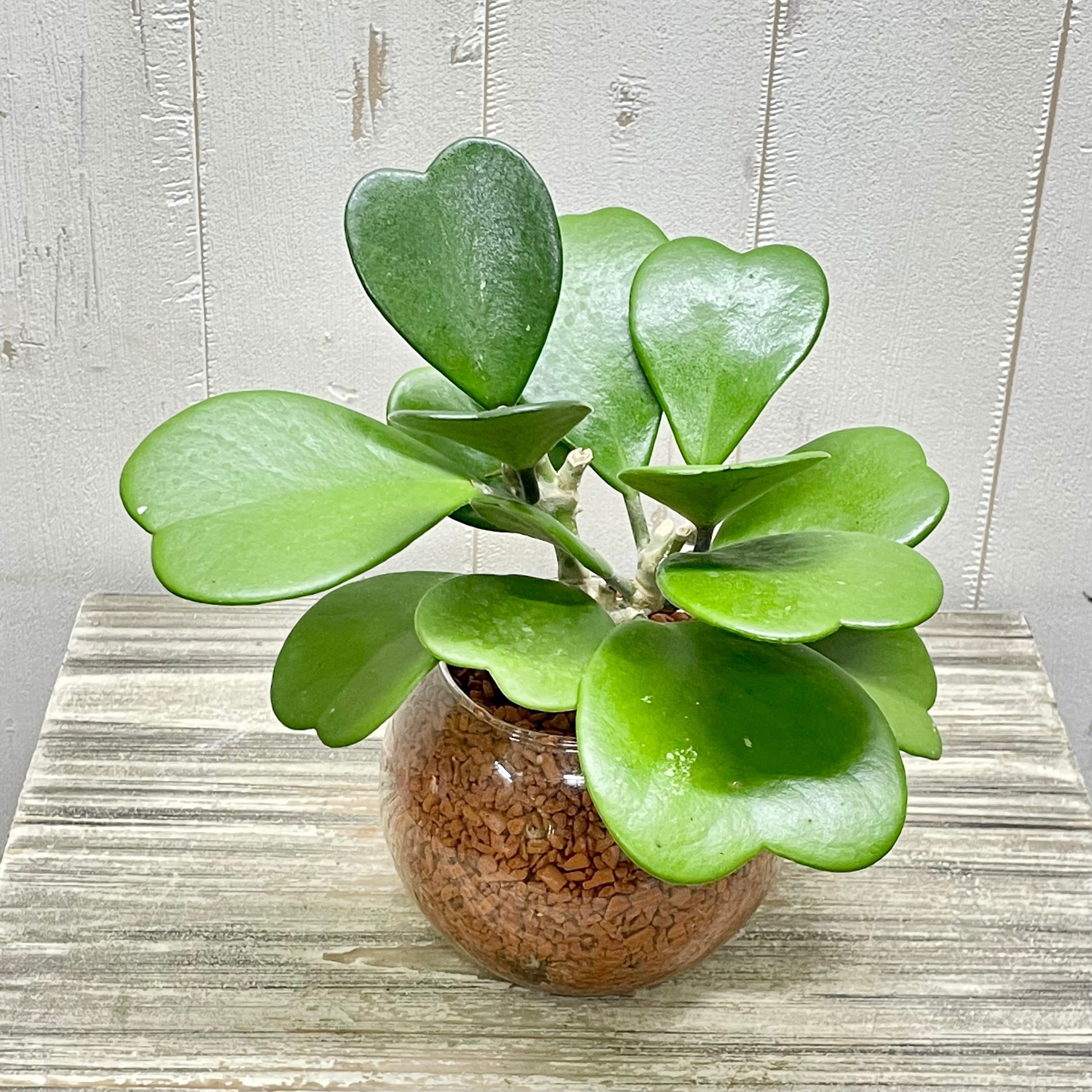 ハート大量 ハートホヤ ラブハート 多肉植物 水栽培 ハイドロ