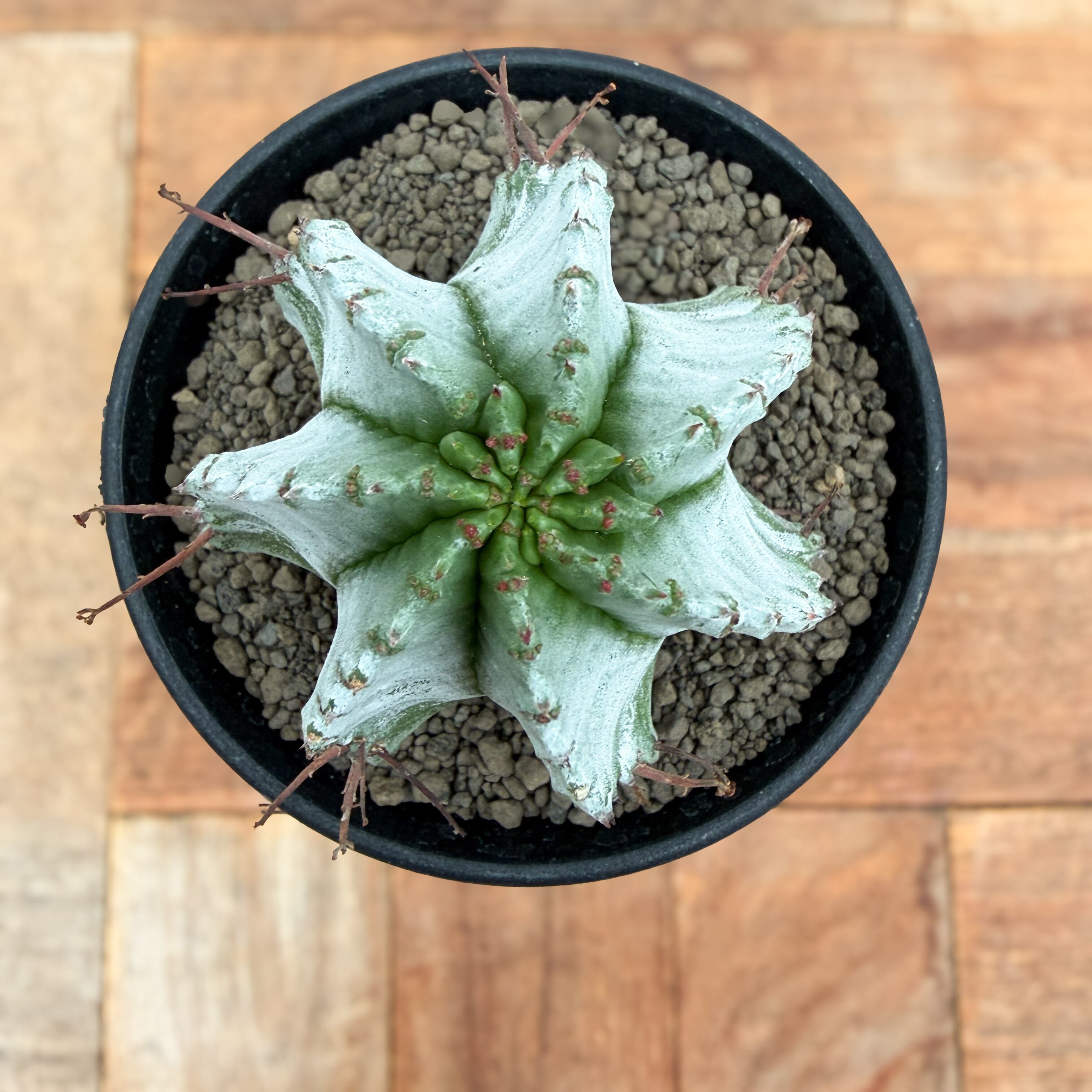 Euphorbia hyb. horrida【ユーフォルビア・玉型白ホリダ】 | RIMO'S