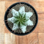 Euphorbia hyb. horrida【ユーフォルビア・玉型白ホリダ】