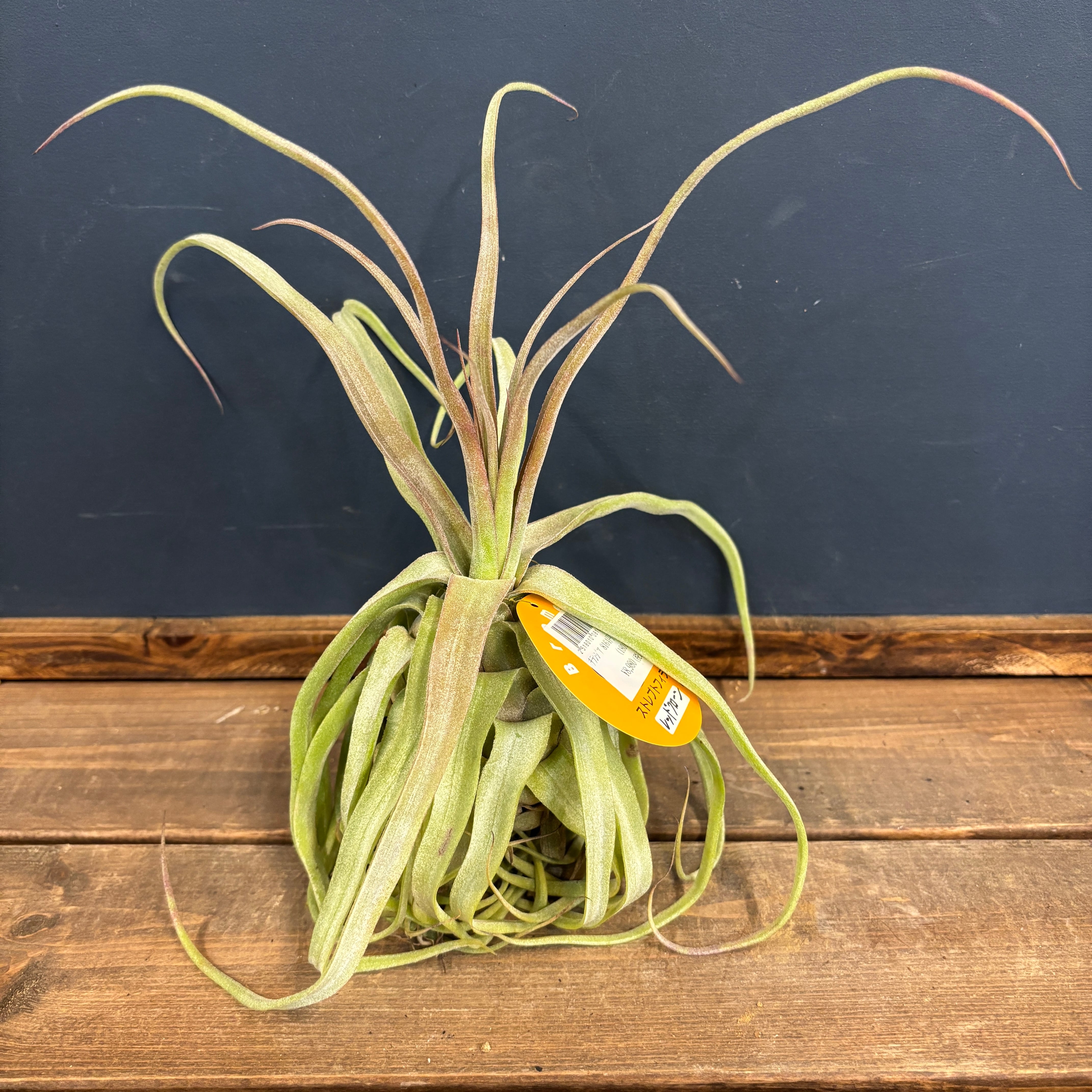 チランジア ストレプトフィラ レッドクローン【869】